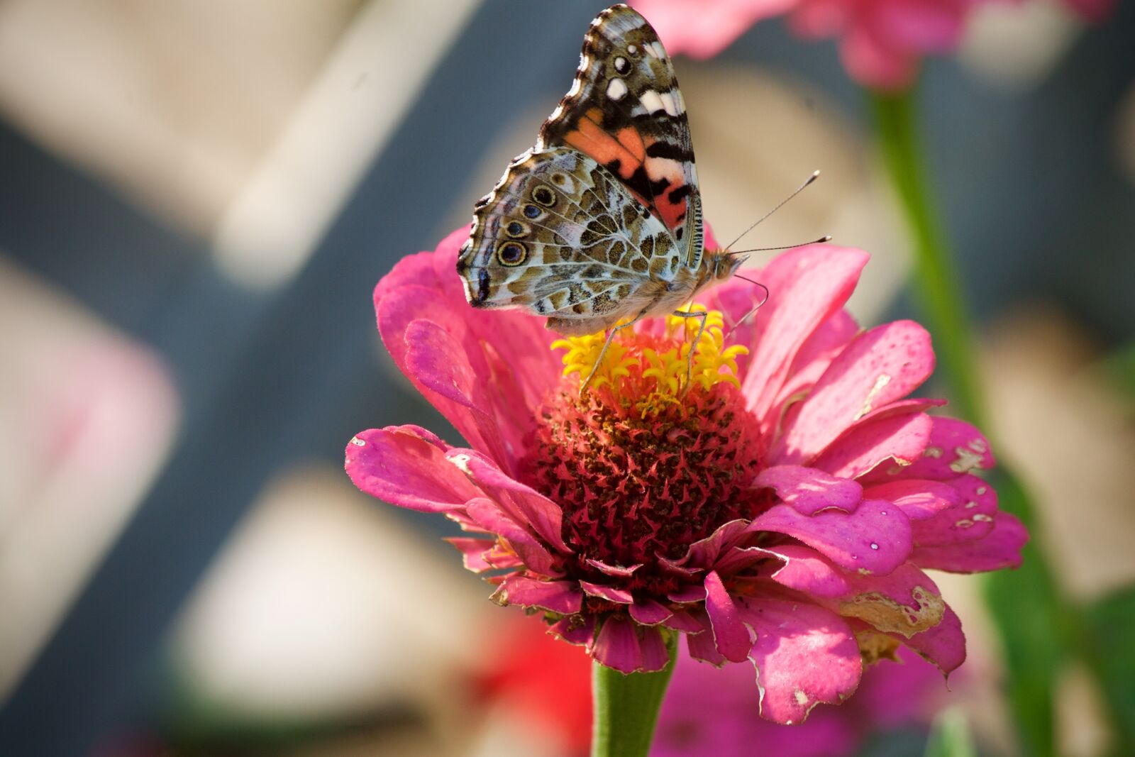 Canon EOS 1100D (EOS Rebel T3 / EOS Kiss X50) sample photo. Painted lady butterfly, butterflies photography