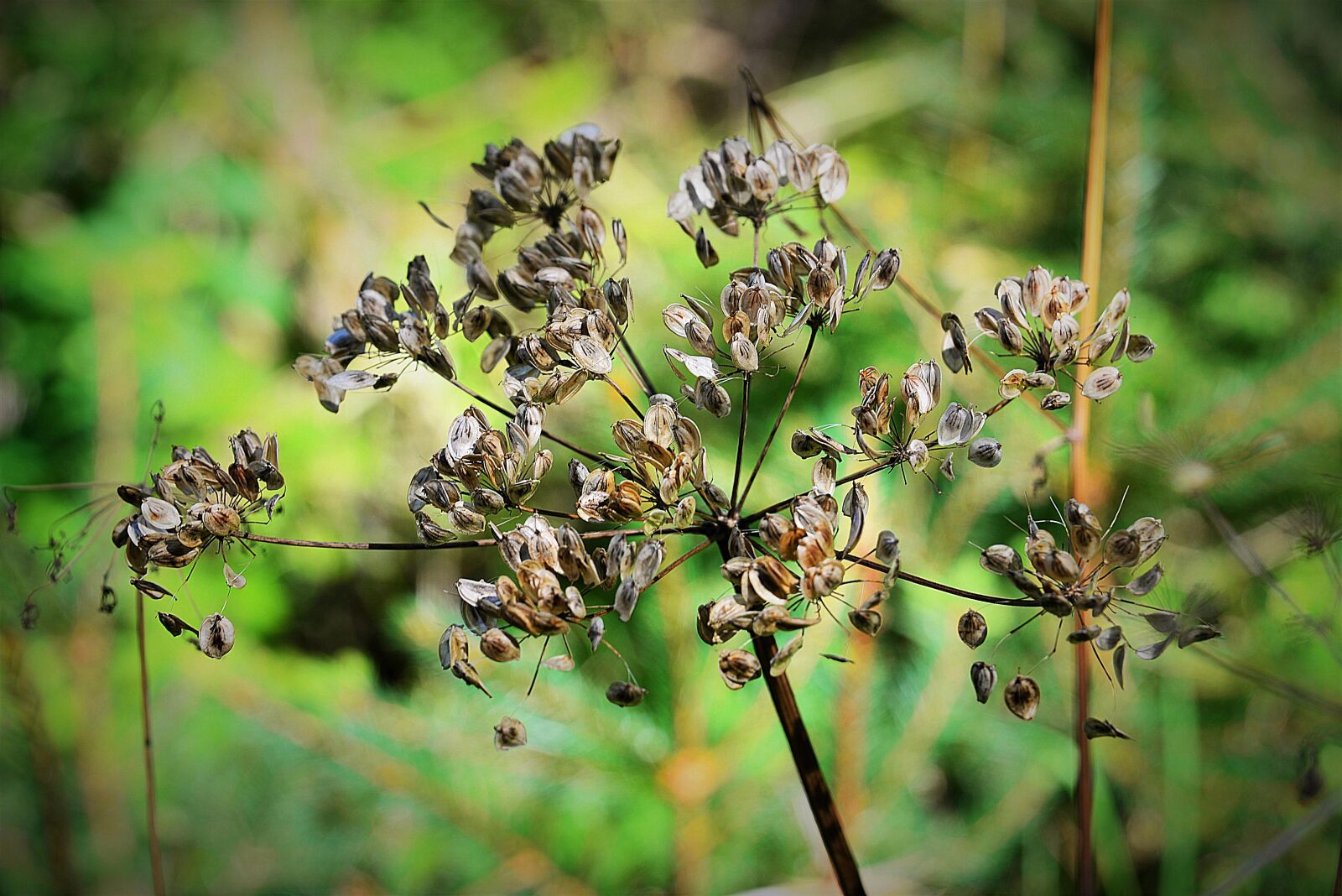 Nikon D610 sample photo. Wild carrot, dry, flourished photography