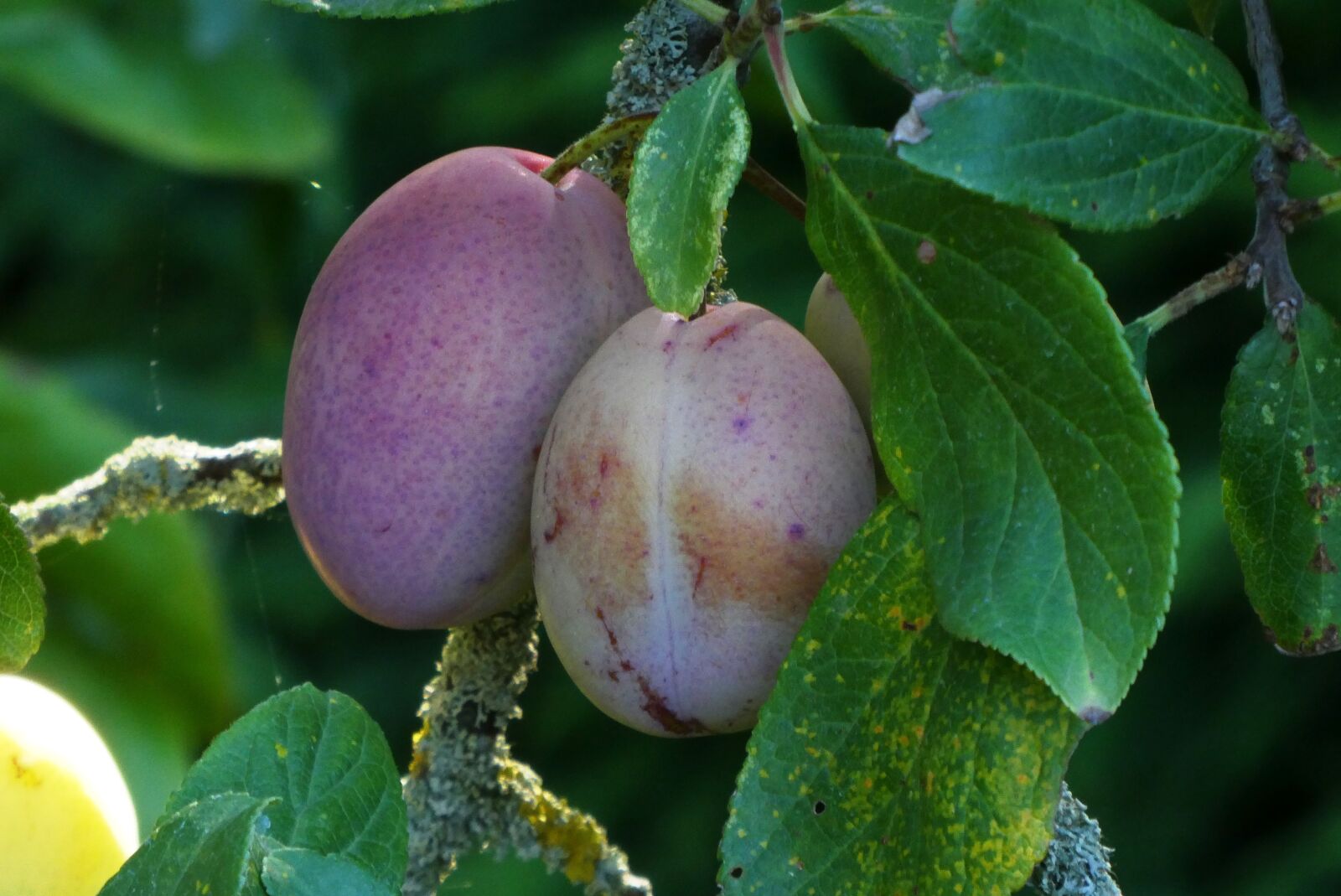 Panasonic Lumix DC-ZS70 (Lumix DC-TZ90) sample photo. Plums, summer, ripe photography