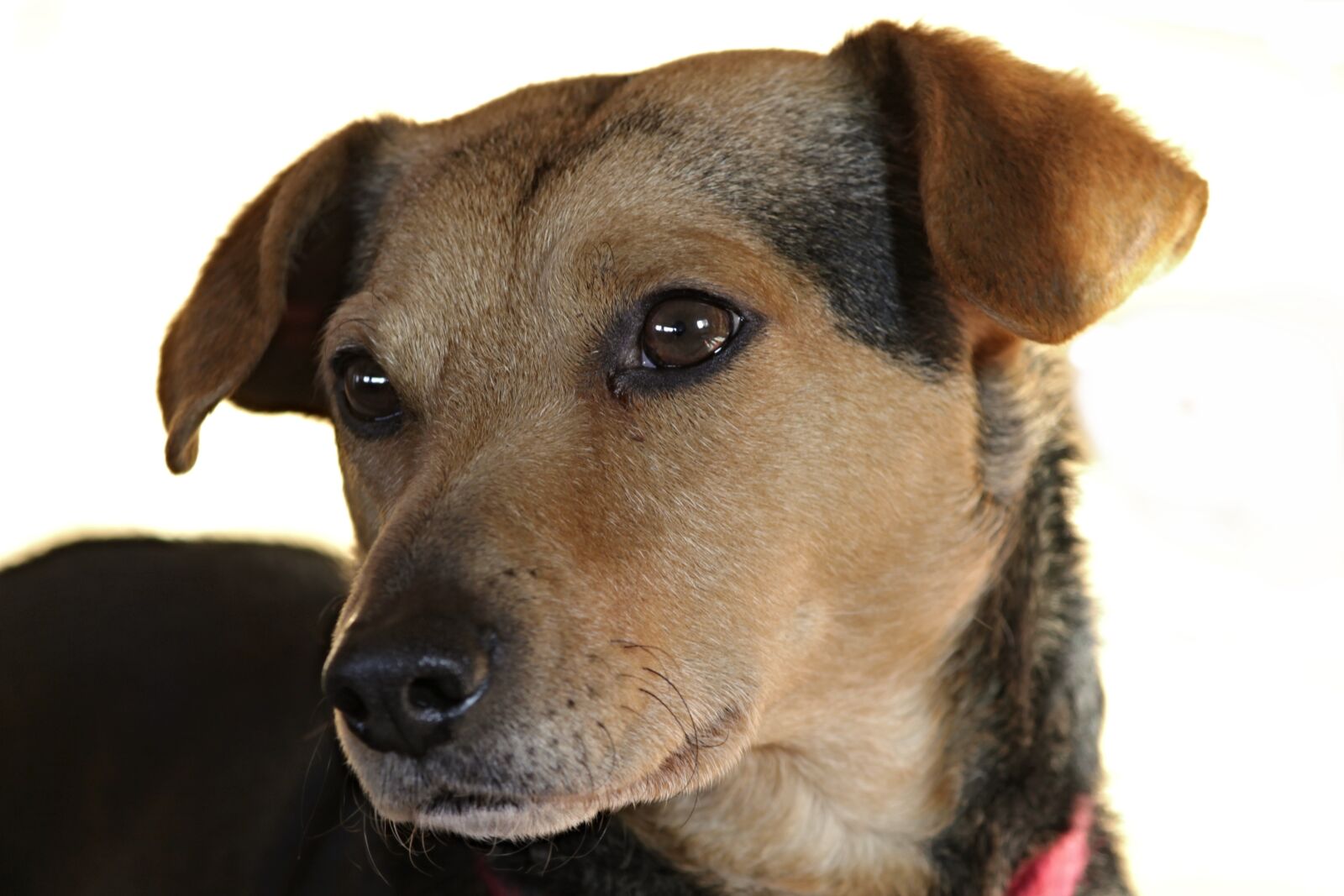 Canon EOS 1100D (EOS Rebel T3 / EOS Kiss X50) sample photo. Dog, hybrid, mixed breed photography