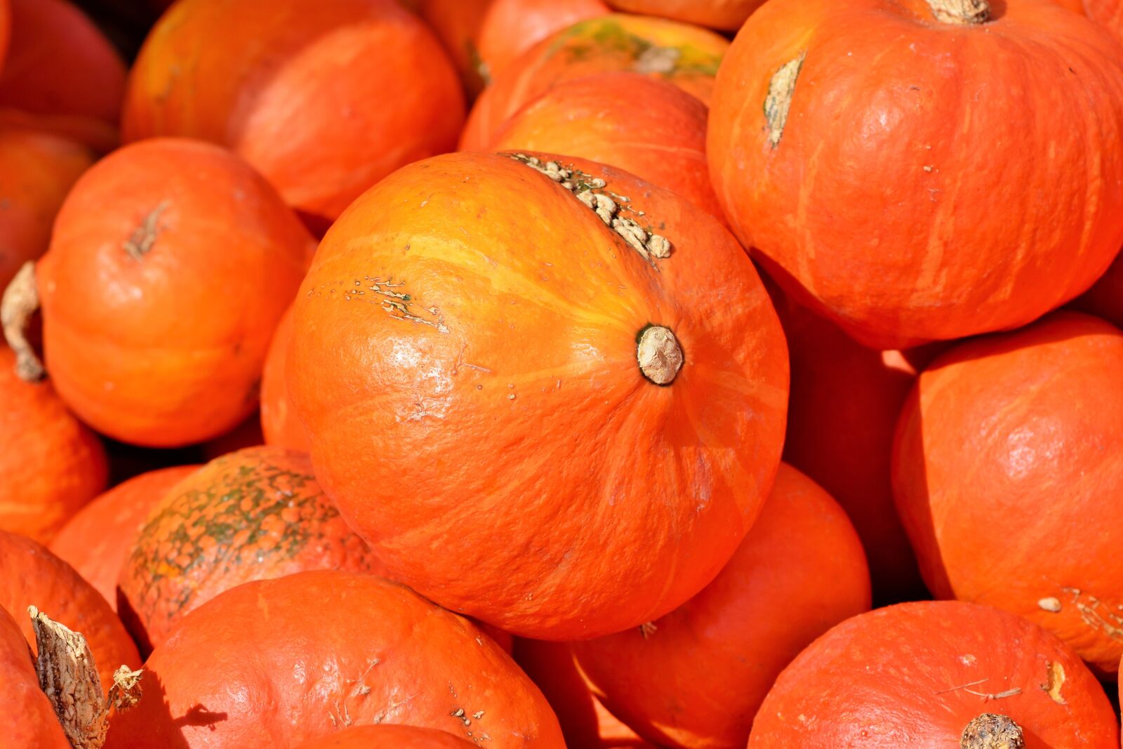 Nikon D7200 sample photo. Pumpkin, fruit, autumn photography