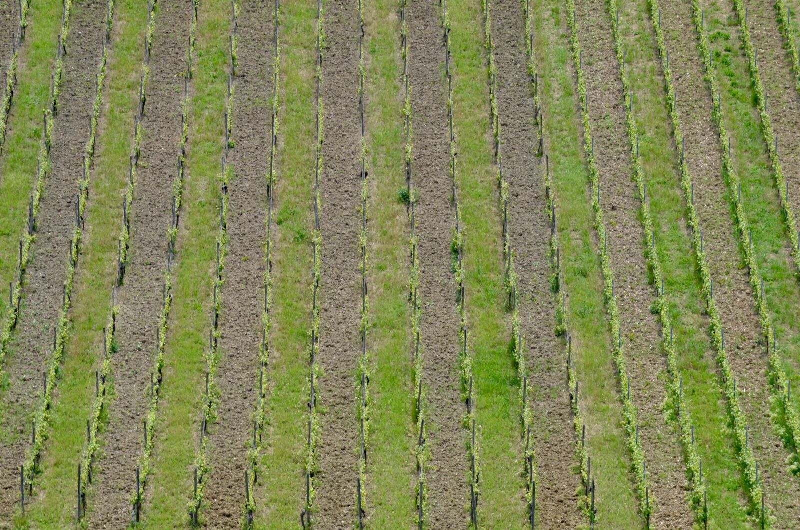 Nikon D5100 sample photo. Vineyard, vines, spring photography