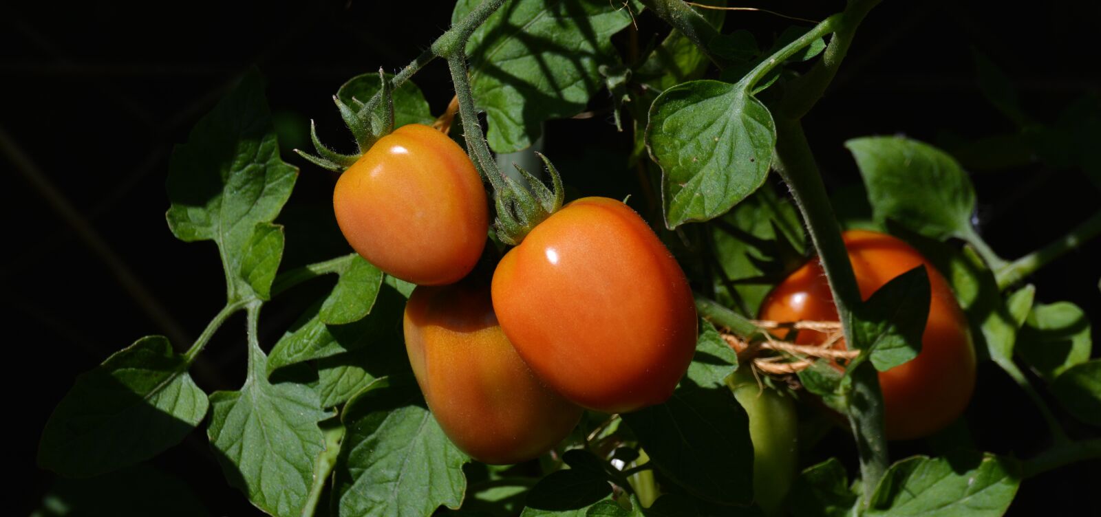 Nikon D5200 sample photo. Tomatoes, roma tomatoes, garden photography