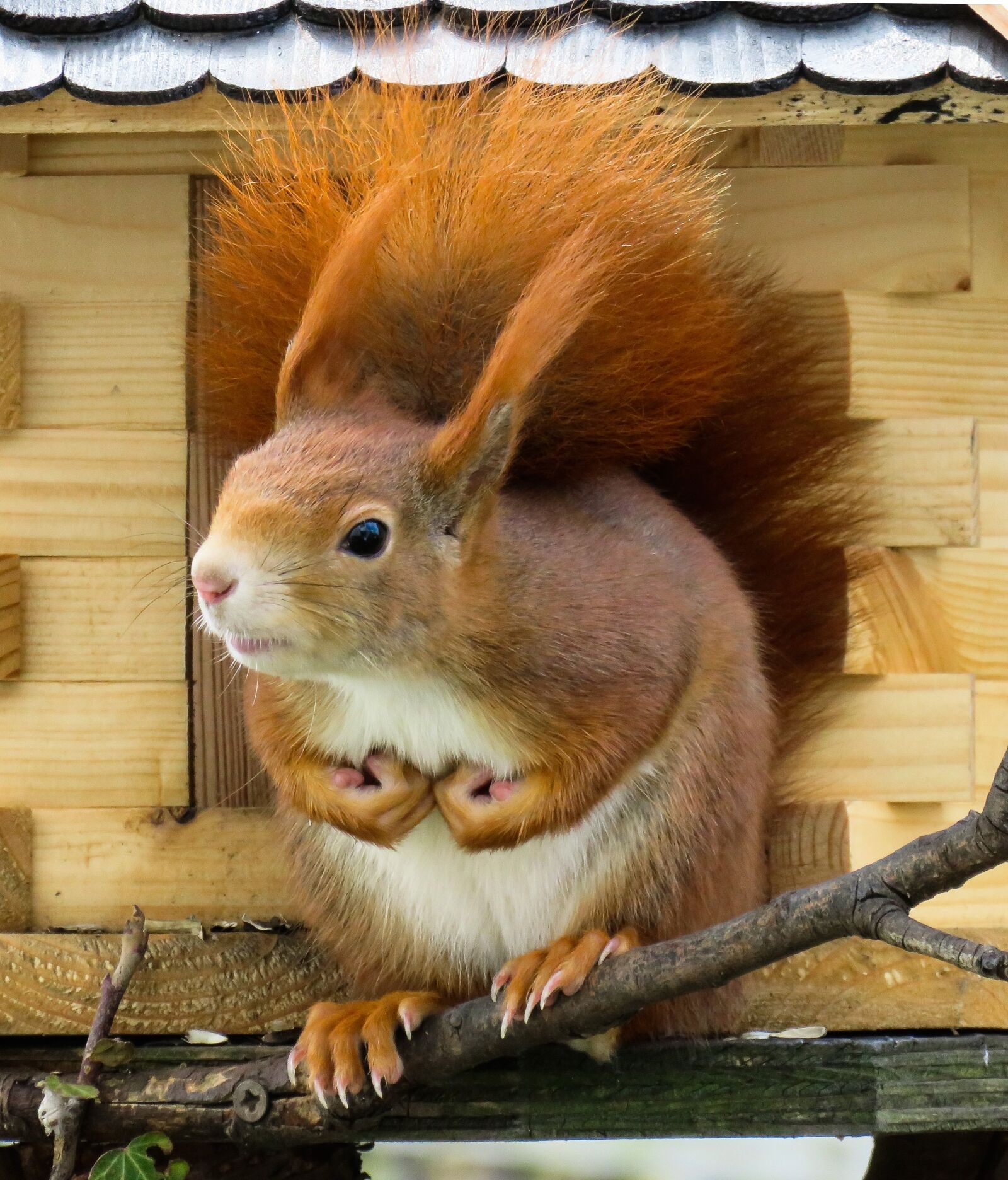 Canon PowerShot SX710 HS sample photo. Animal, squirrel, verifiable kitten photography