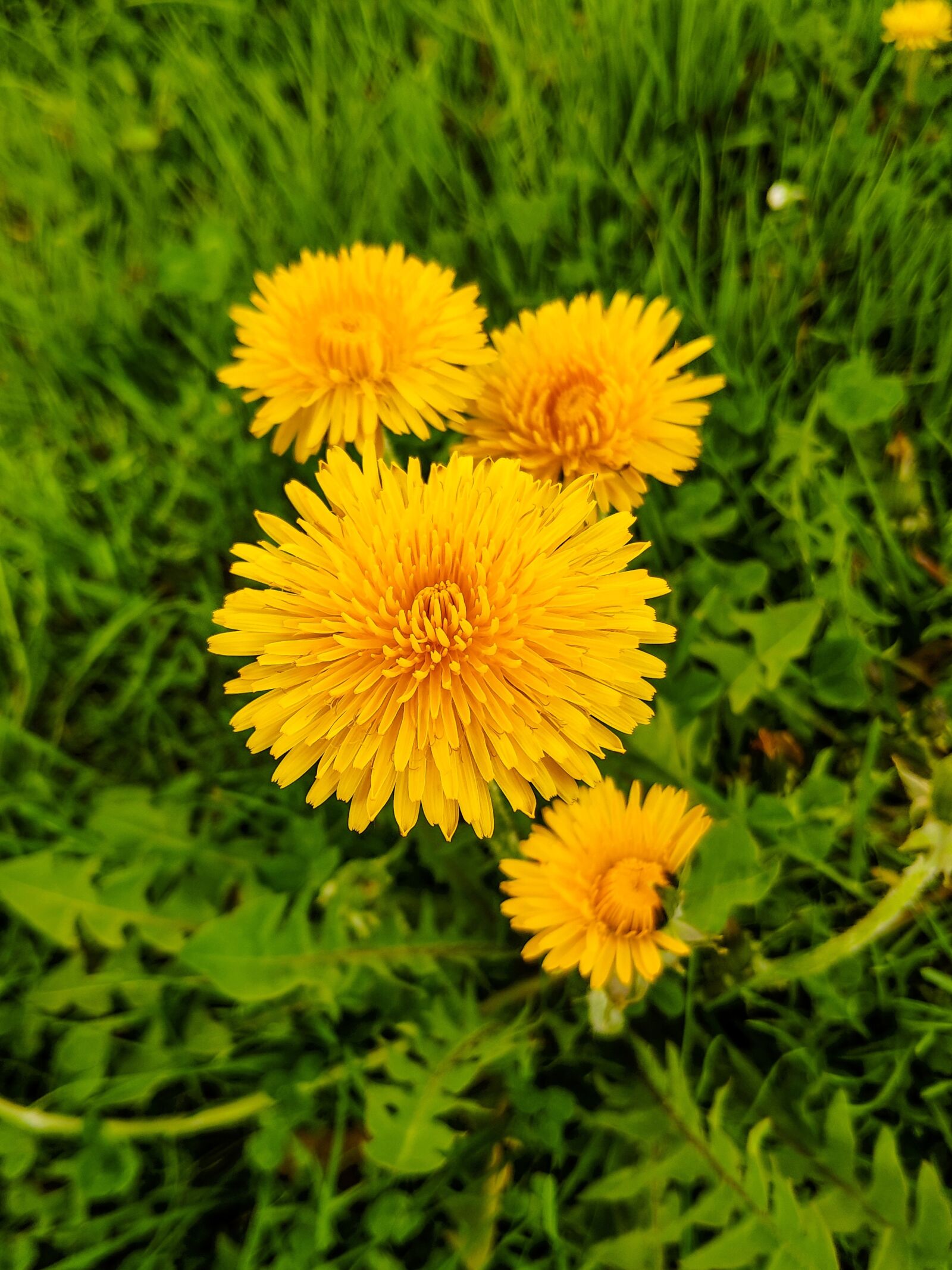 Xiaomi MI 8 sample photo. Dandelion, yellow, nature photography