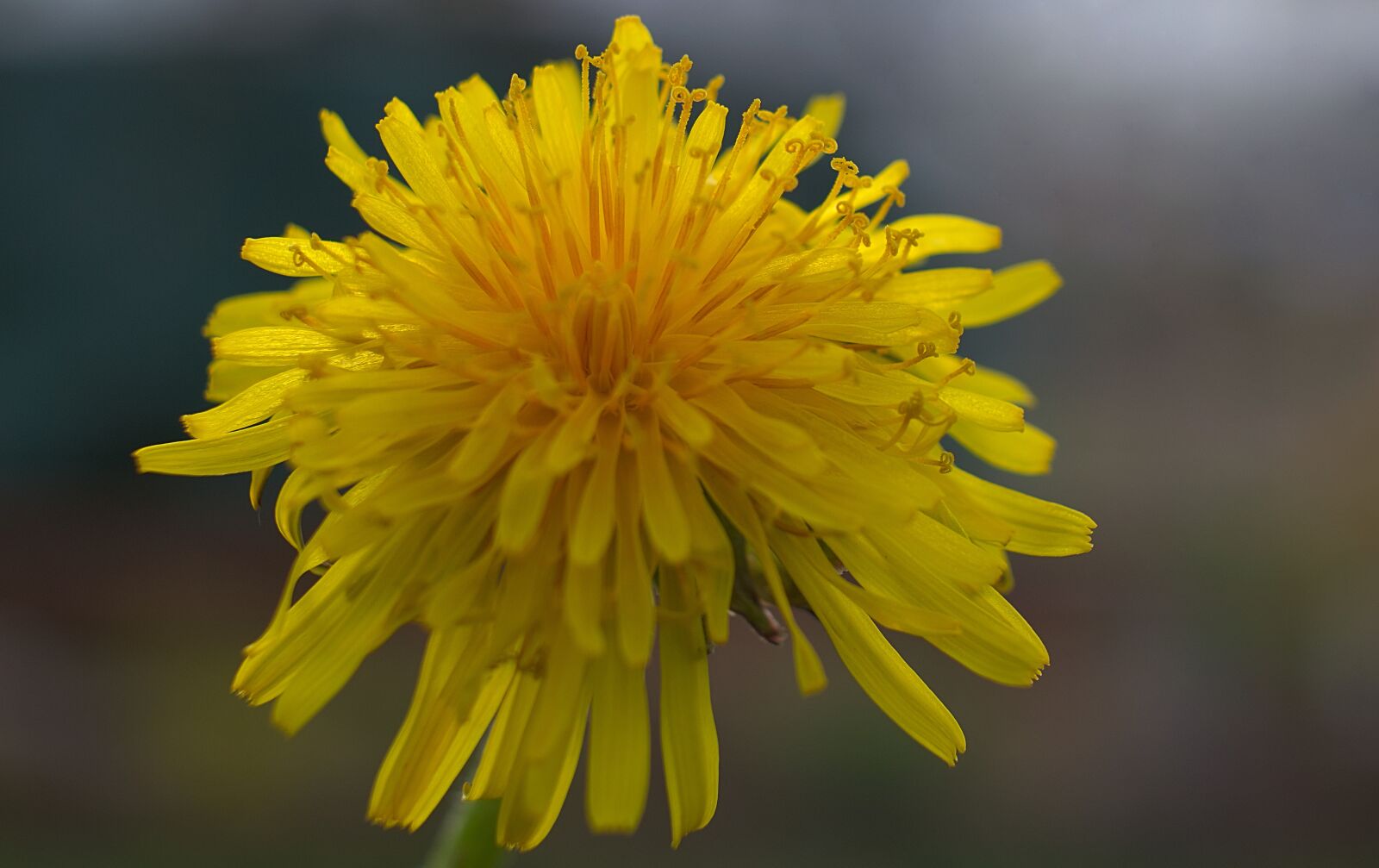 Nikon D3300 sample photo. Dandelion, macro, nature photography