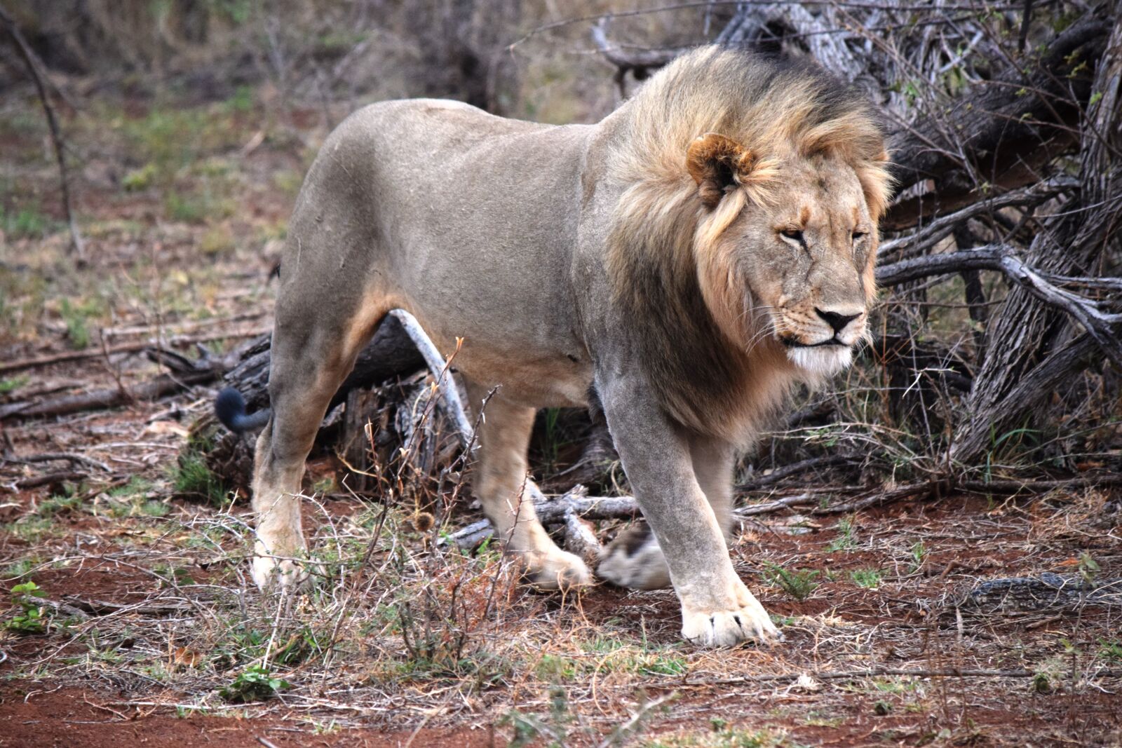 Nikon D5300 sample photo. Wild, prowl, lion photography