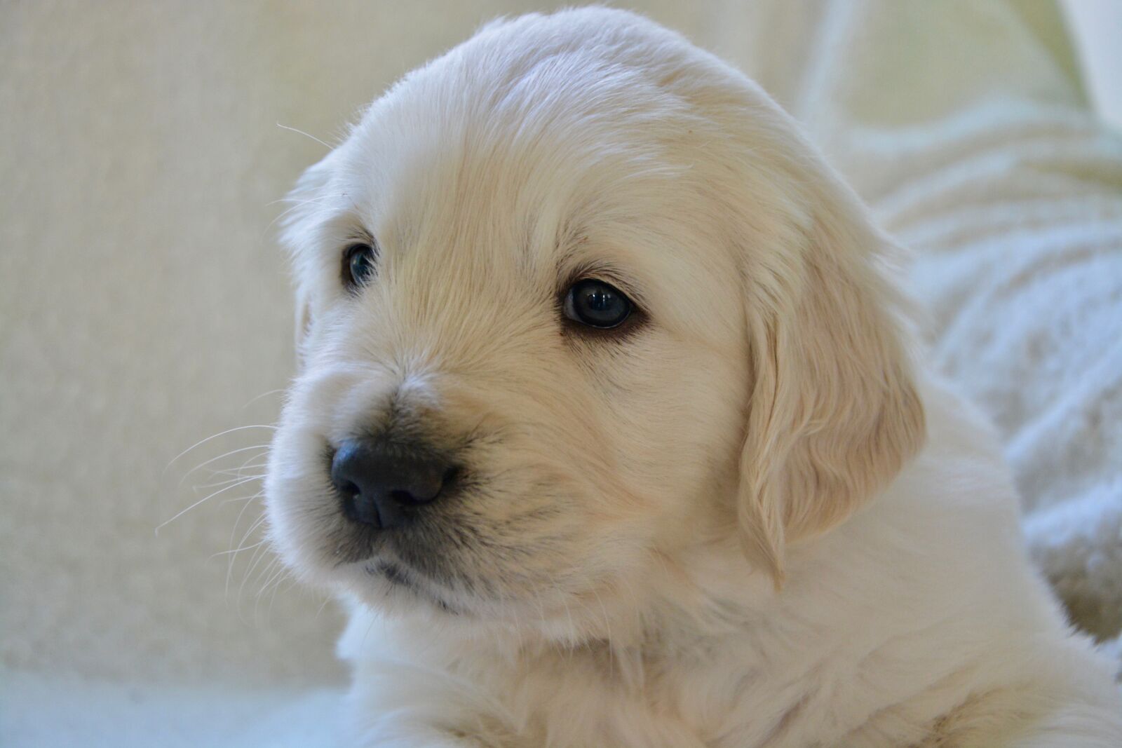 Nikon D5200 sample photo. Puppy, pup, golden retriever photography