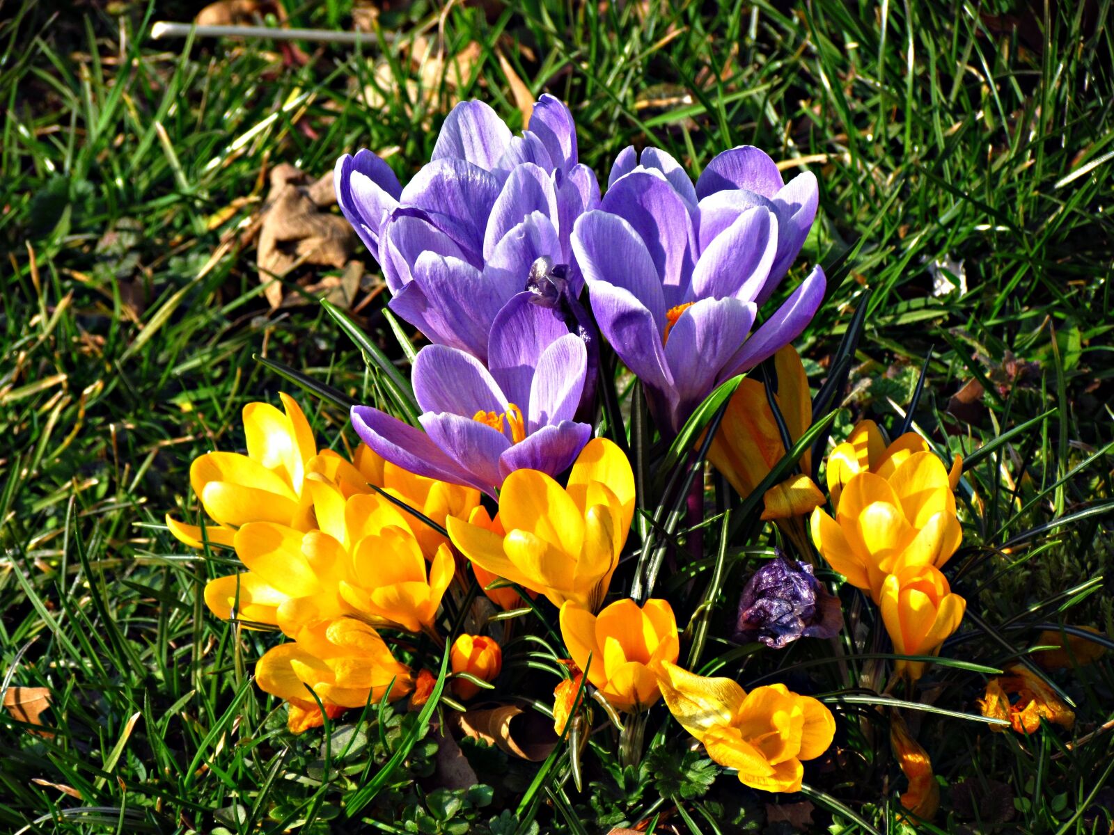 Canon PowerShot SX30 IS sample photo. Flowers, crocus, meadow photography