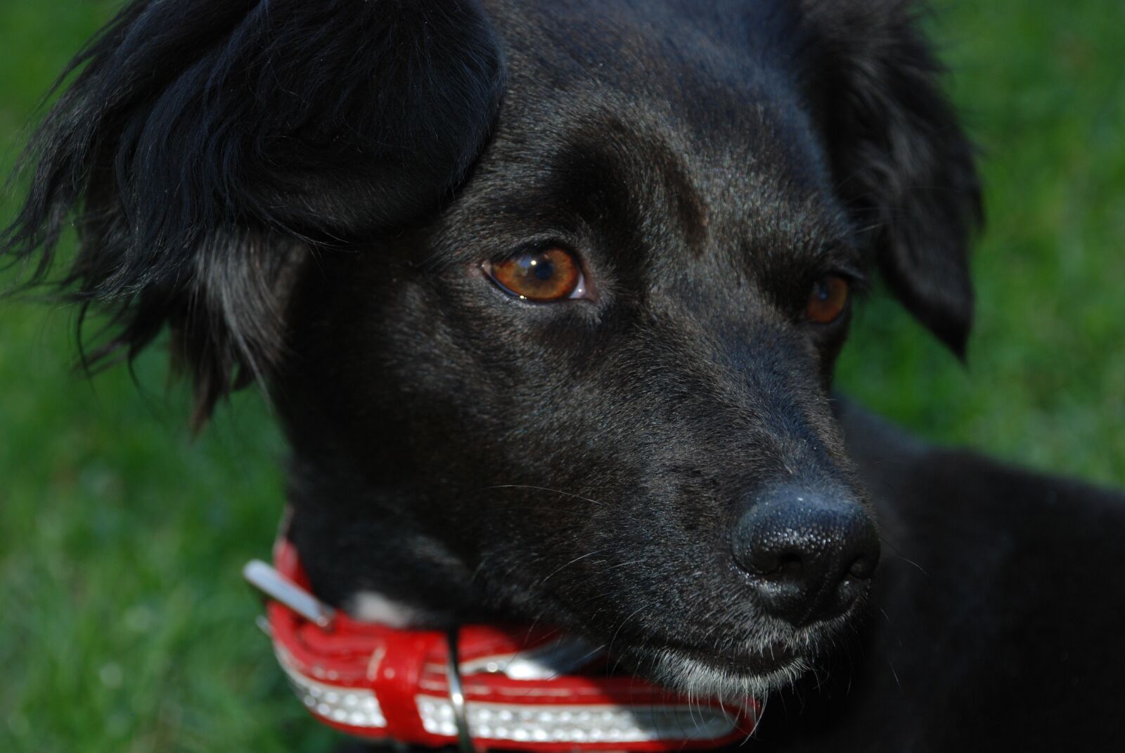 Nikon D80 sample photo. Animals, dog, pet photography