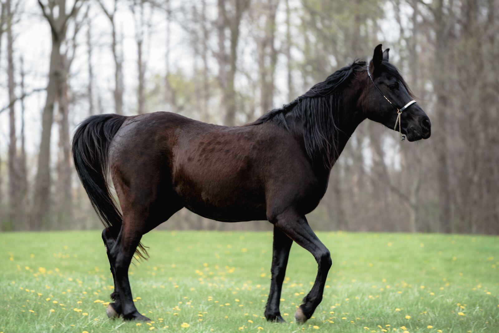 Nikon D750 sample photo. Horse, horses, animals photography