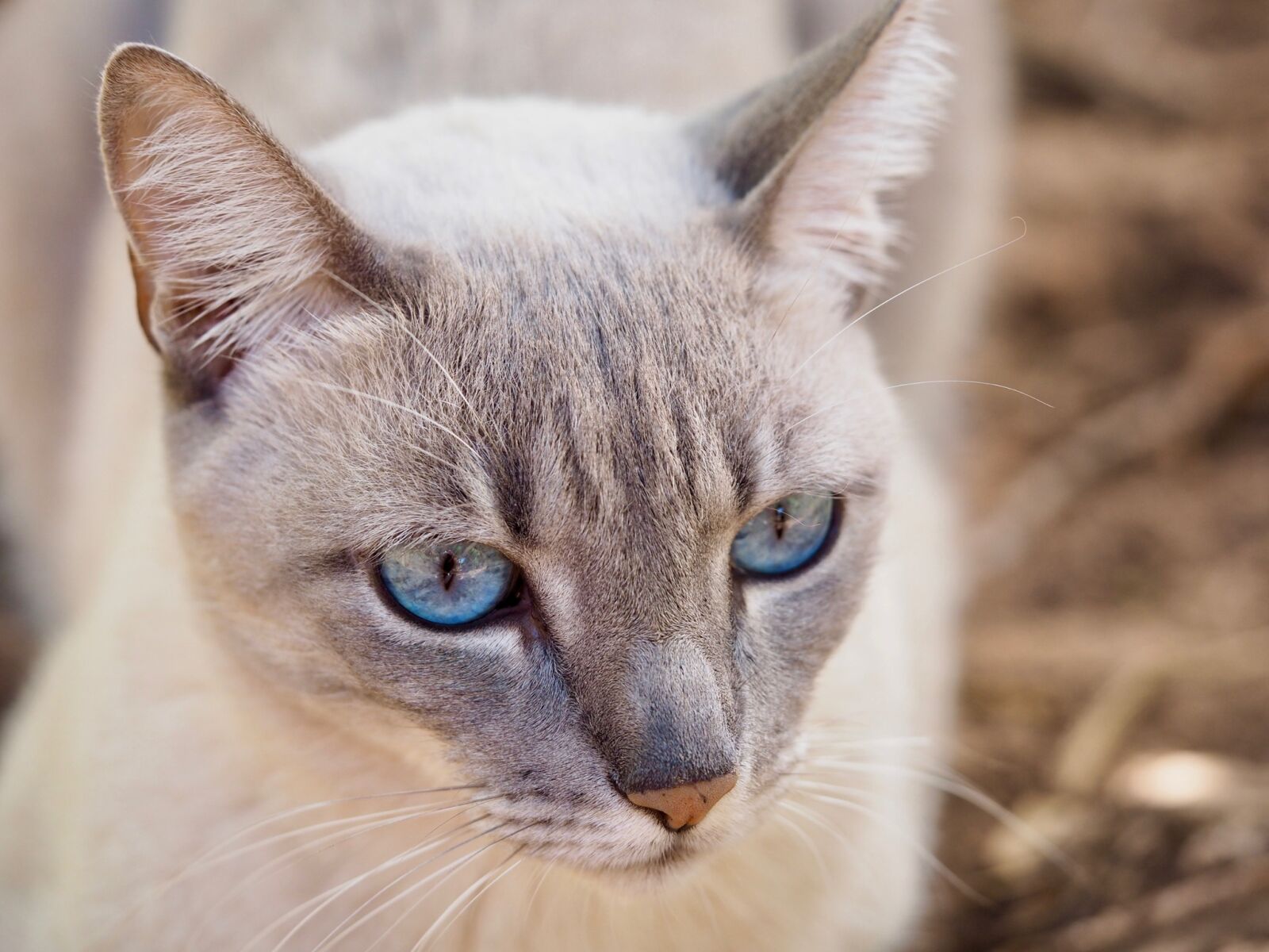 Olympus M.Zuiko Digital ED 60mm F2.8 Macro sample photo. Cat, feline, domestic animals photography