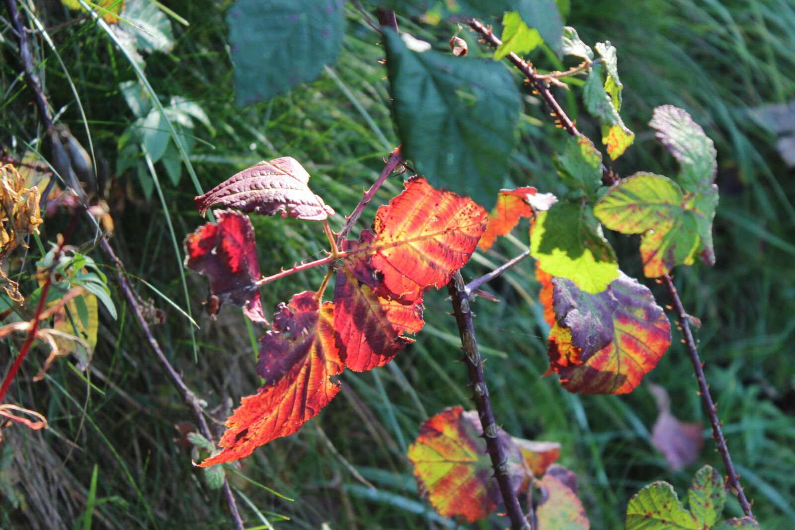 Canon EOS 600D (Rebel EOS T3i / EOS Kiss X5) sample photo. Autumn, nature, prato photography