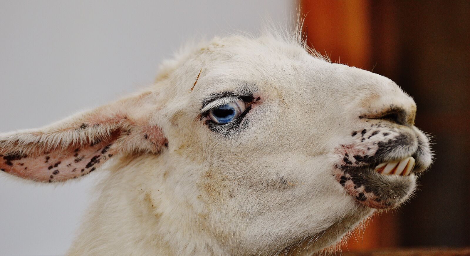 Nikon D3200 sample photo. Lama, white, animal photography