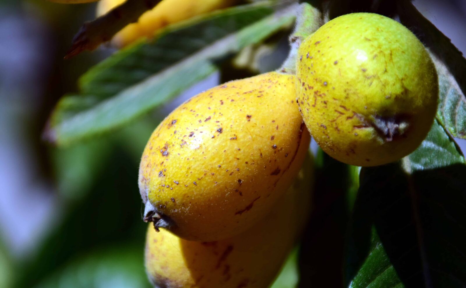 Nikon D3300 sample photo. Medlar fruit, food, food photography
