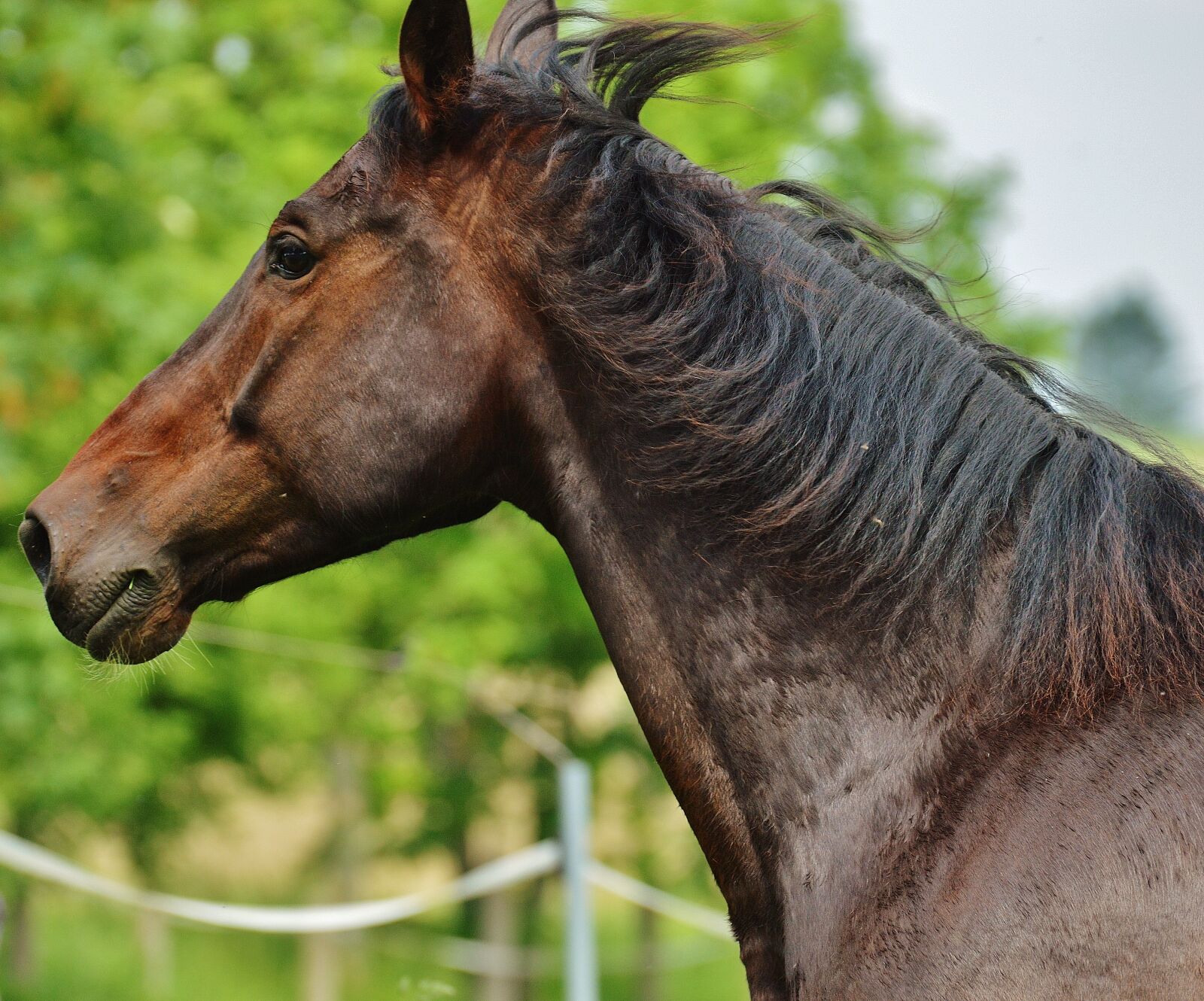 Nikon D3200 sample photo. Horse, coupling, stallion photography