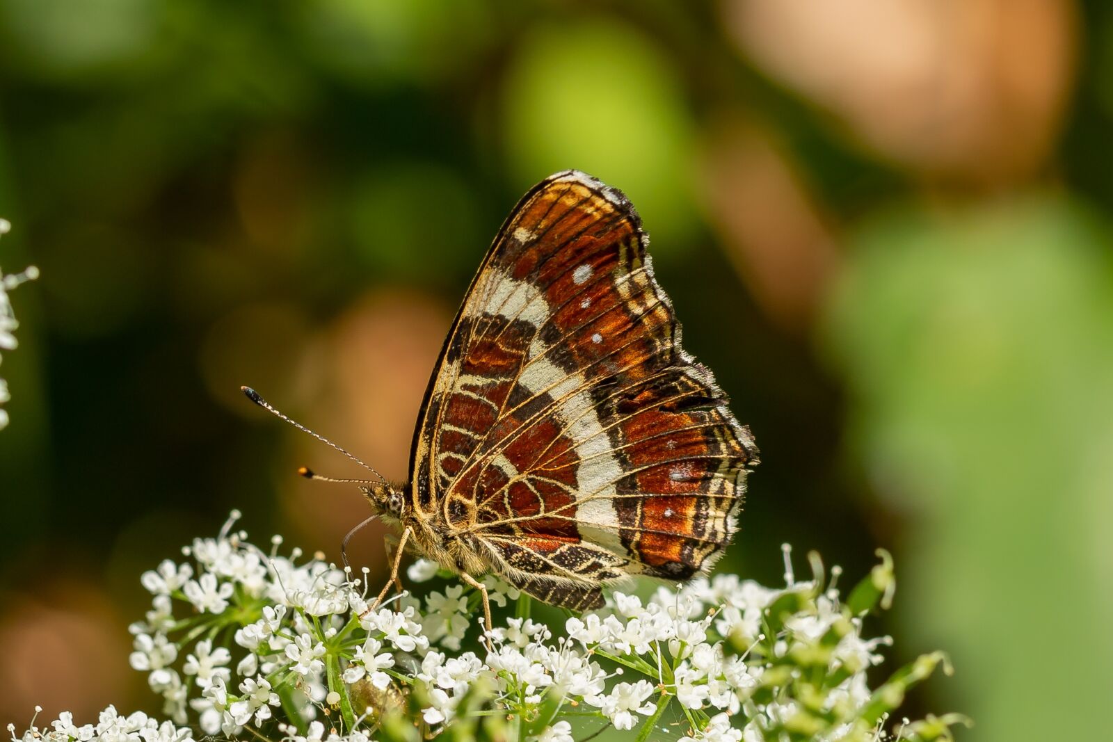 Canon EOS 7D Mark II sample photo. Butterfly, blossom, bloom photography