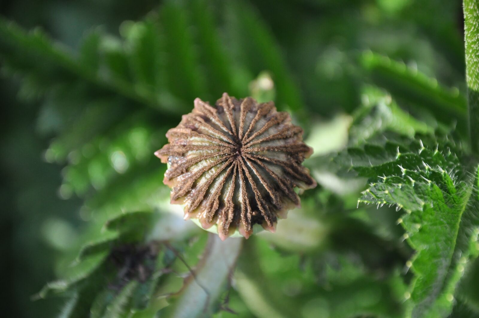 Nikon D90 sample photo. Poppy, poppy stamp, klatschmohn photography