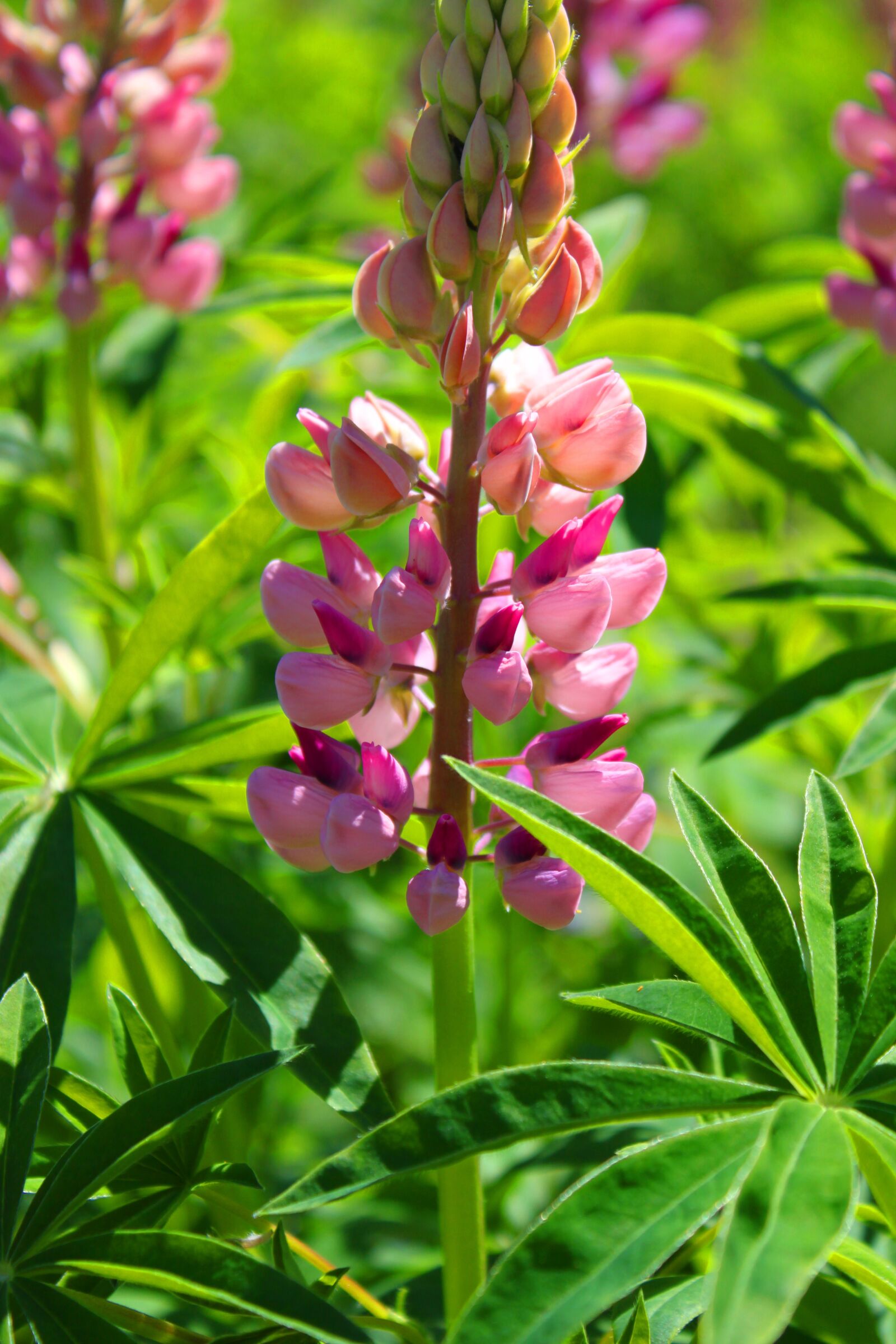 Canon EOS 500D (EOS Rebel T1i / EOS Kiss X3) sample photo. Flowers, summer, meadow photography