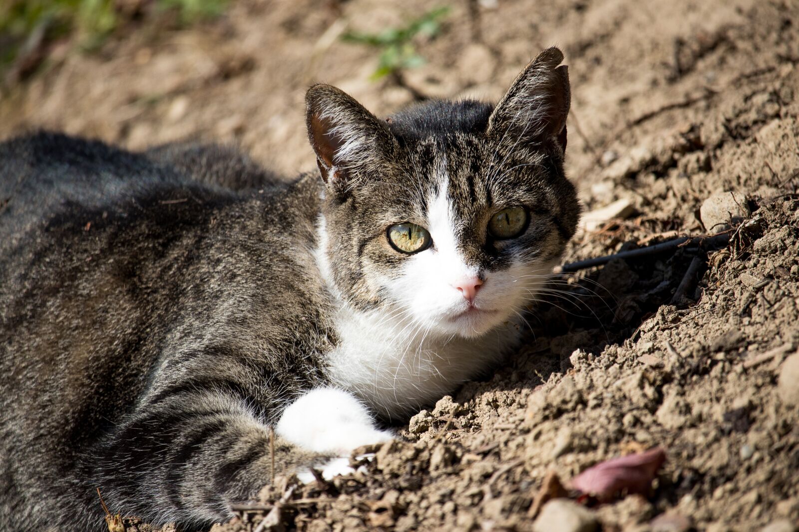 Canon EF-S 55-250mm F4-5.6 IS STM sample photo. Cat, domestic cat, animal photography