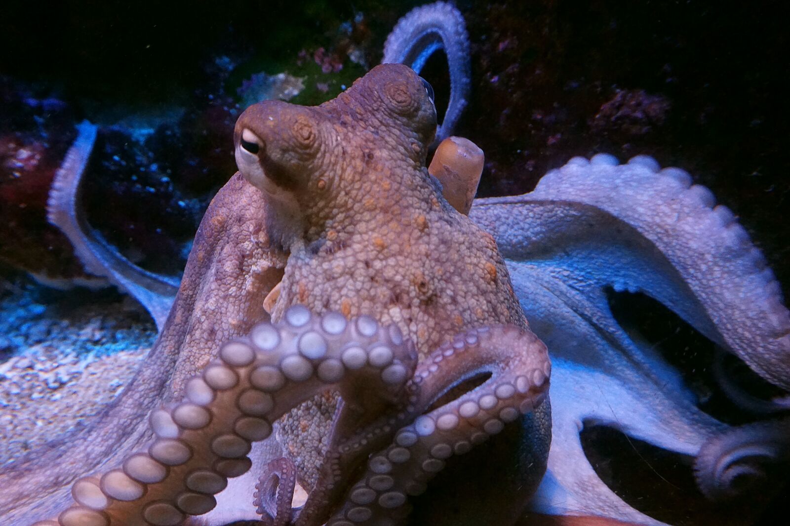 Sony Alpha a5000 (ILCE 5000) sample photo. Squid, octopus, m photography