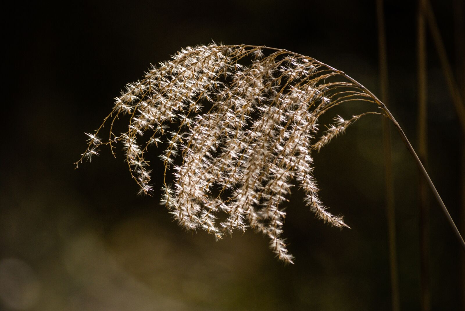 Nikon D80 sample photo. Nature, shadow, light photography