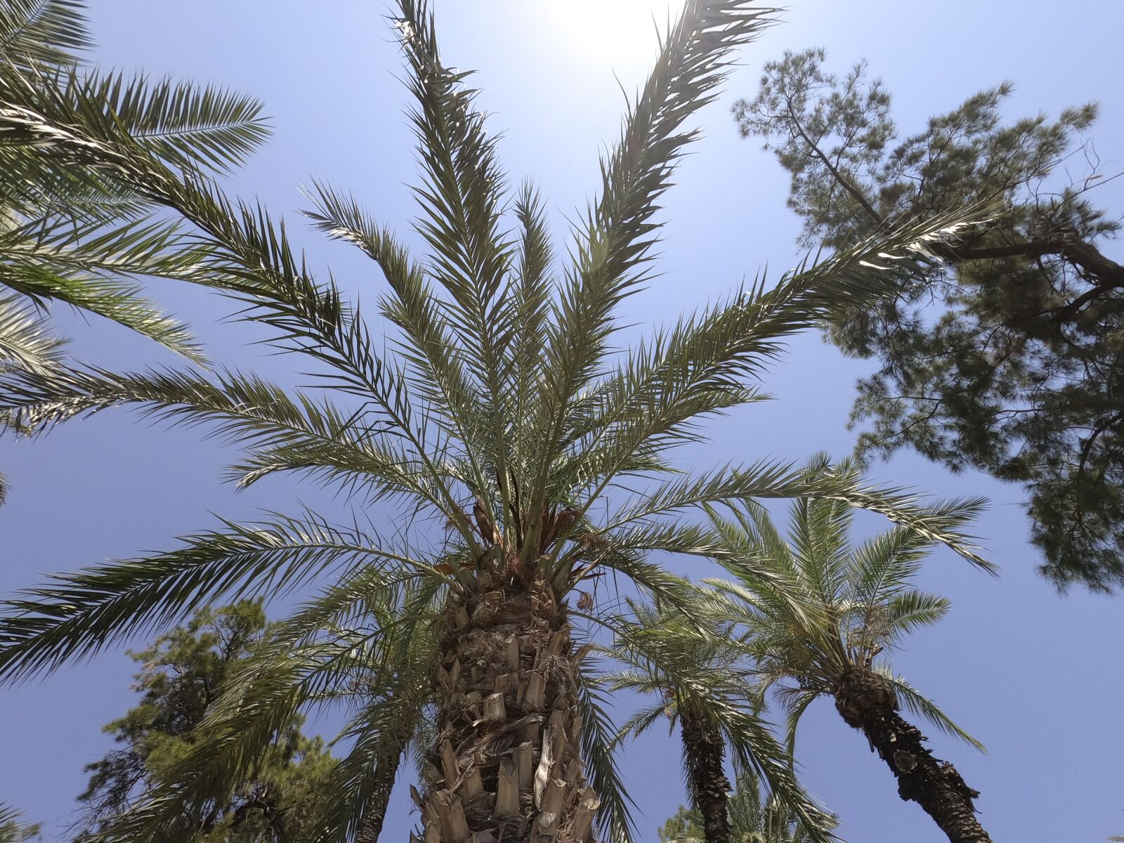 GoPro Hero8 Black sample photo. Palm, tree, frame photography