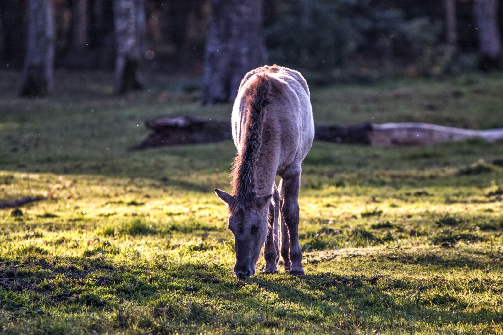 Canon EOS 70D + 150-600mm F5-6.3 DG OS HSM | Contemporary 015 sample photo. Brumby horses, wild horses photography