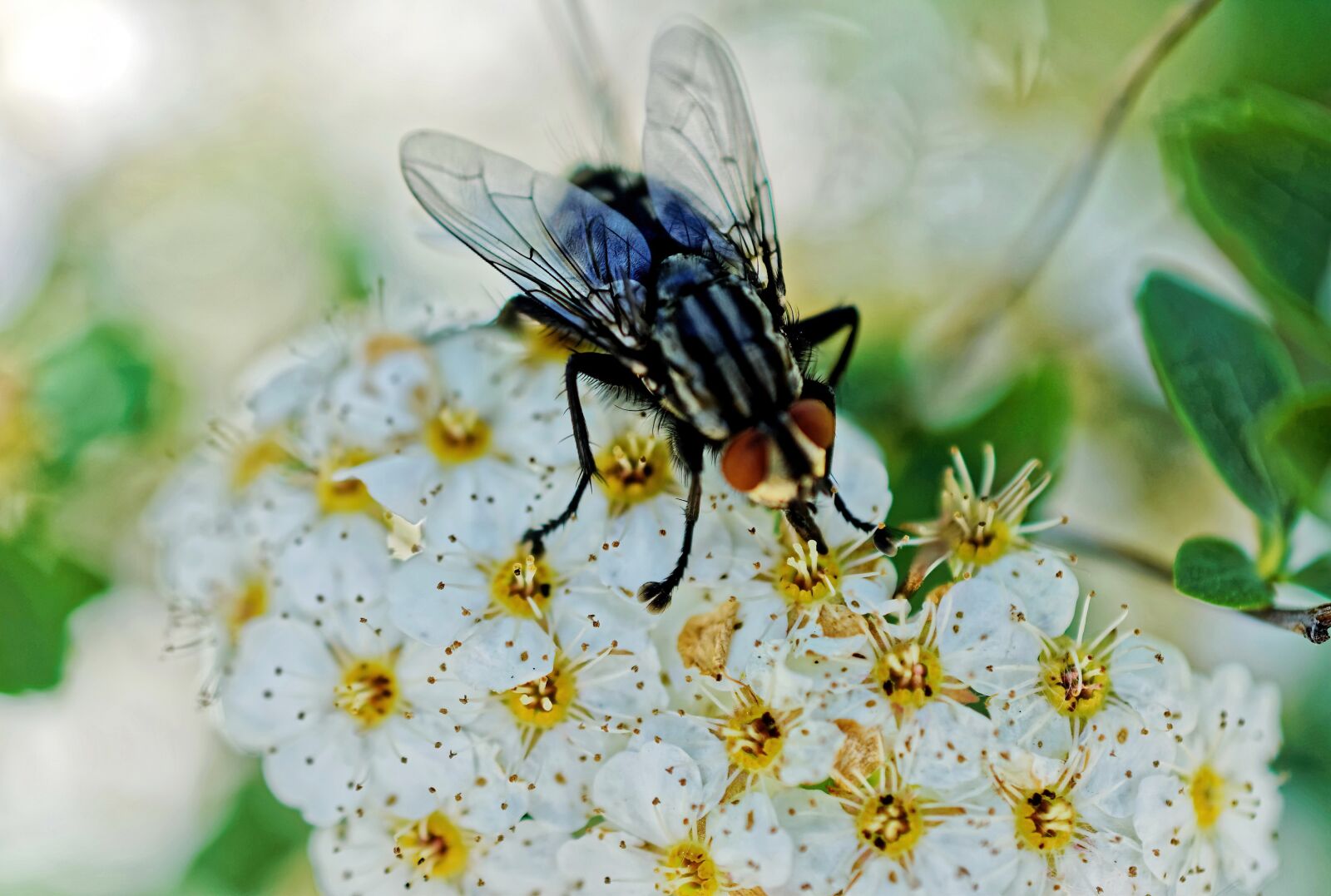 Nikon D5100 sample photo. Fly, insect, seated photography