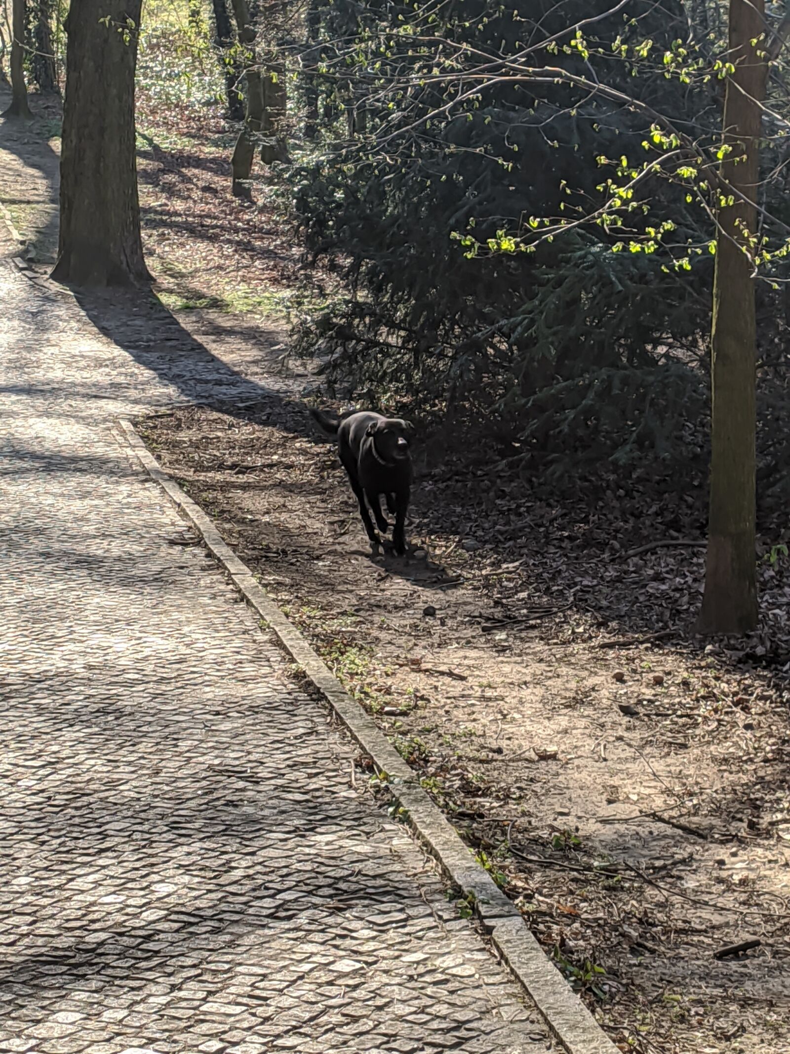 Xiaomi MI 9 sample photo. Dog, nature, green photography