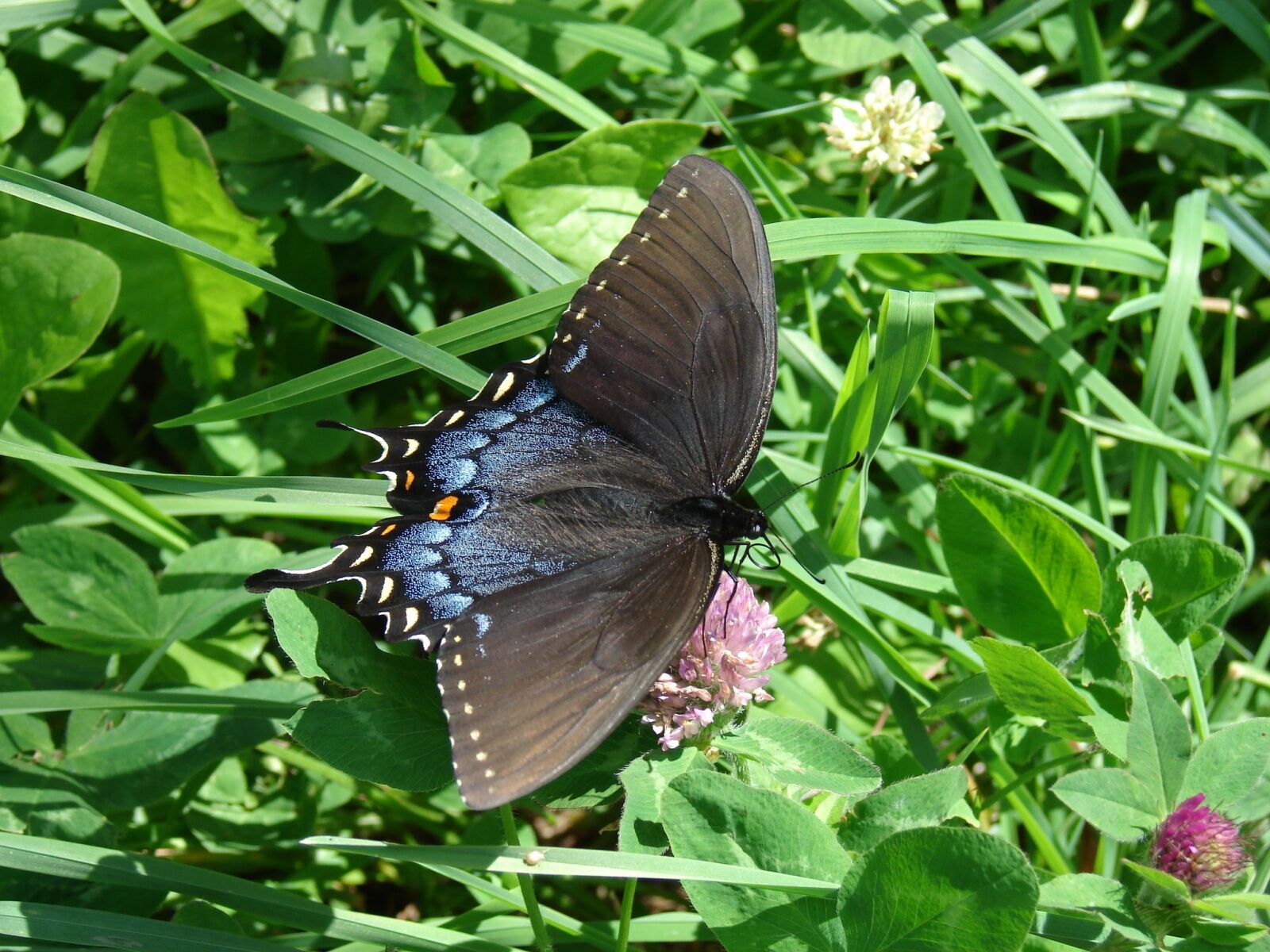 Sony DSC-H2 sample photo. Butterfly, earth day, nature photography