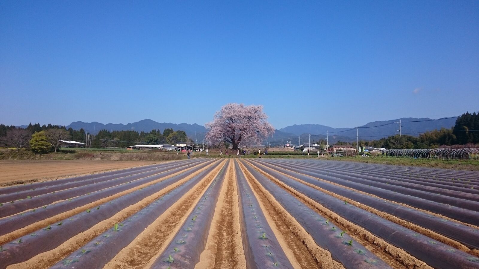 Sony Xperia Z3 sample photo. Cherry blossoms, a single photography