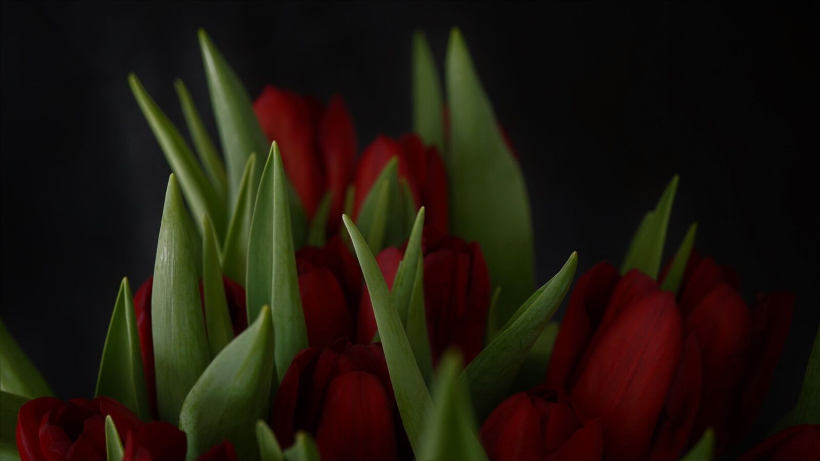Sony a6000 + Sony E 30mm F3.5 Macro sample photo. Background, tulips, red photography