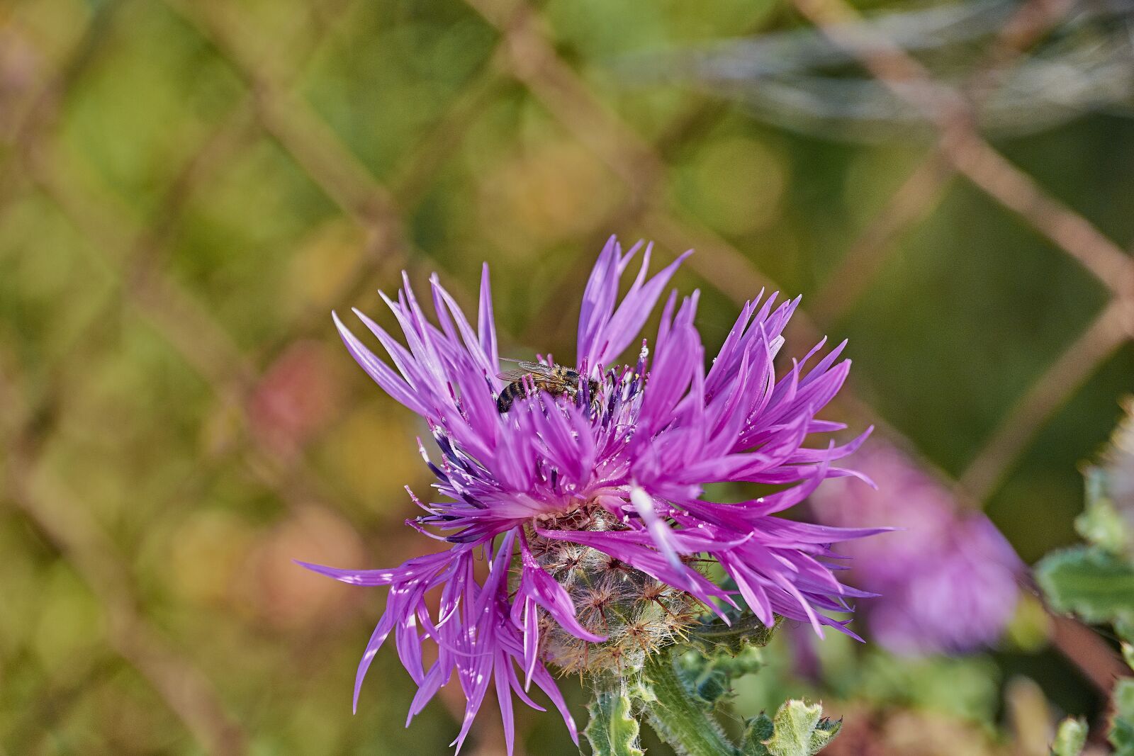 Nikon D7200 sample photo. Flower, insect, nature photography