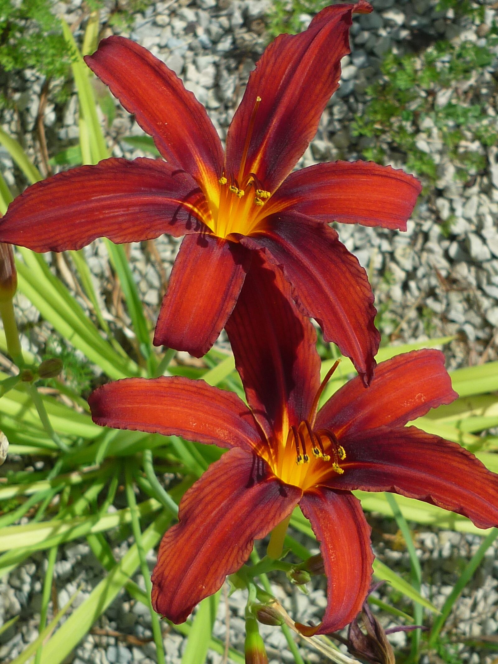 Panasonic Lumix DMC-FS6 sample photo. Day lily, nature, magnificent photography