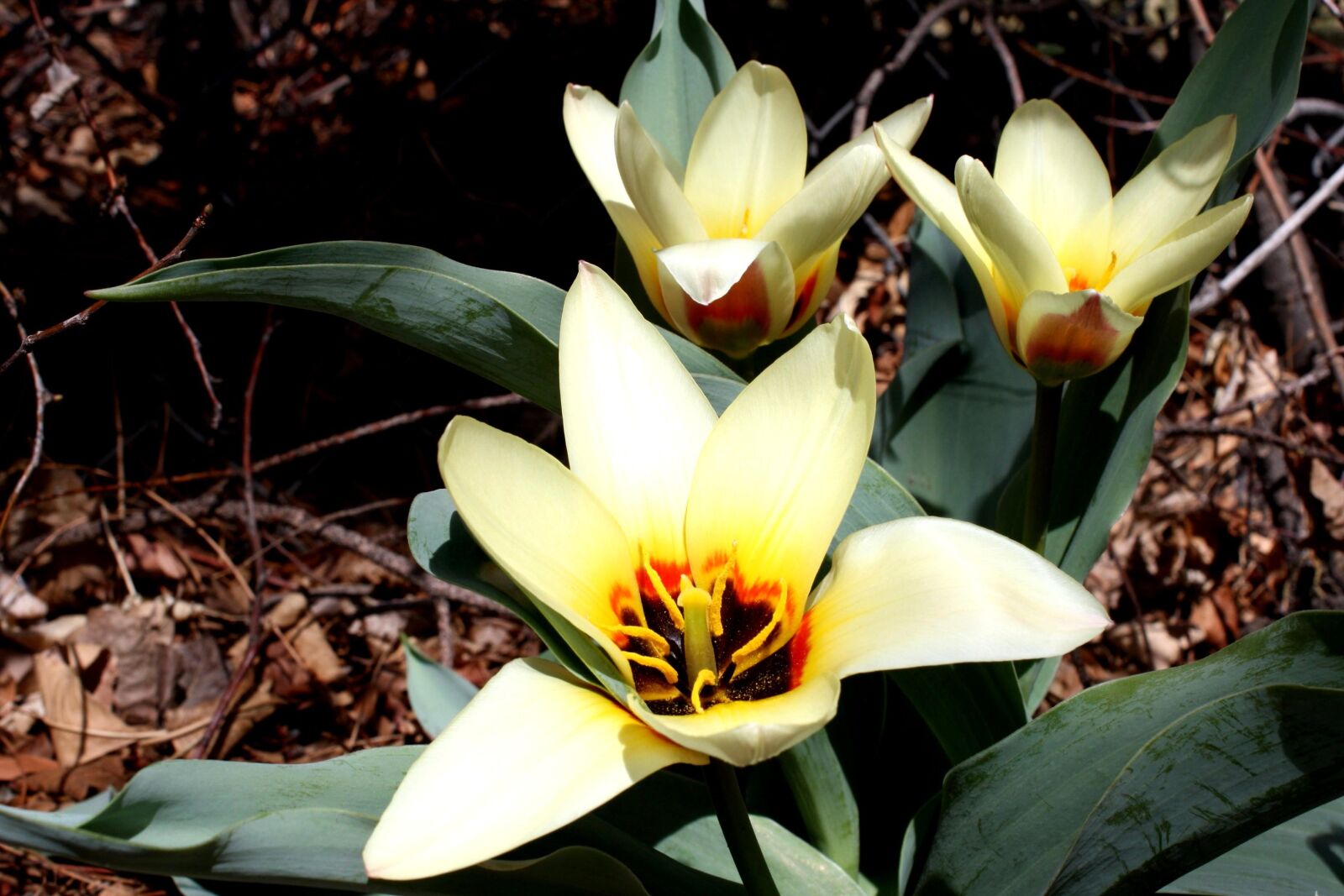 f/3.5-5.6 IS sample photo. Kaufmanniana plants, tulips, flowers photography