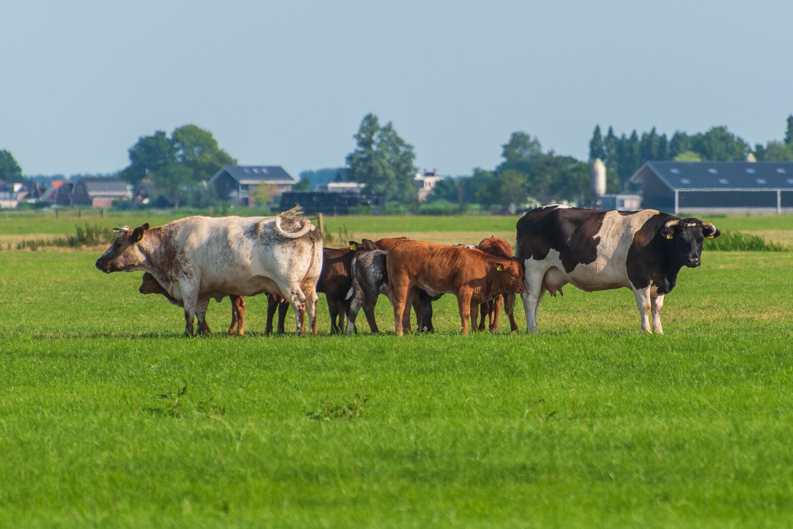 Nikon D750 sample photo. Cows, grazing, agriculture photography
