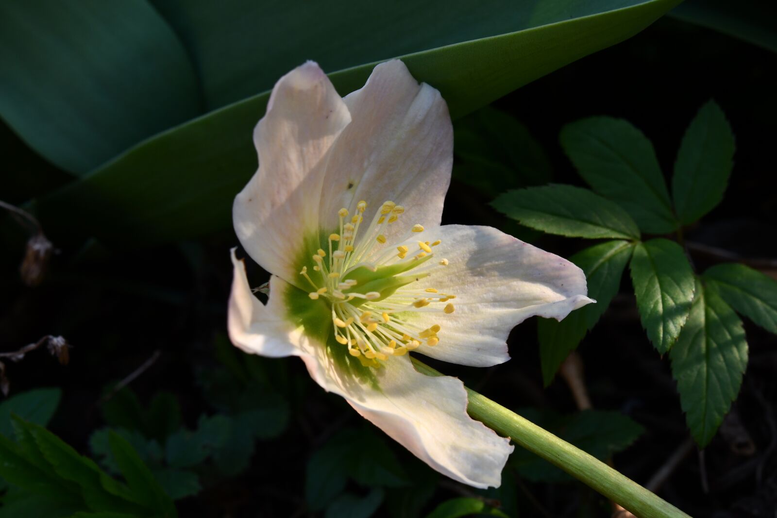 Nikon D7500 sample photo. Hellebore, flower, spring photography