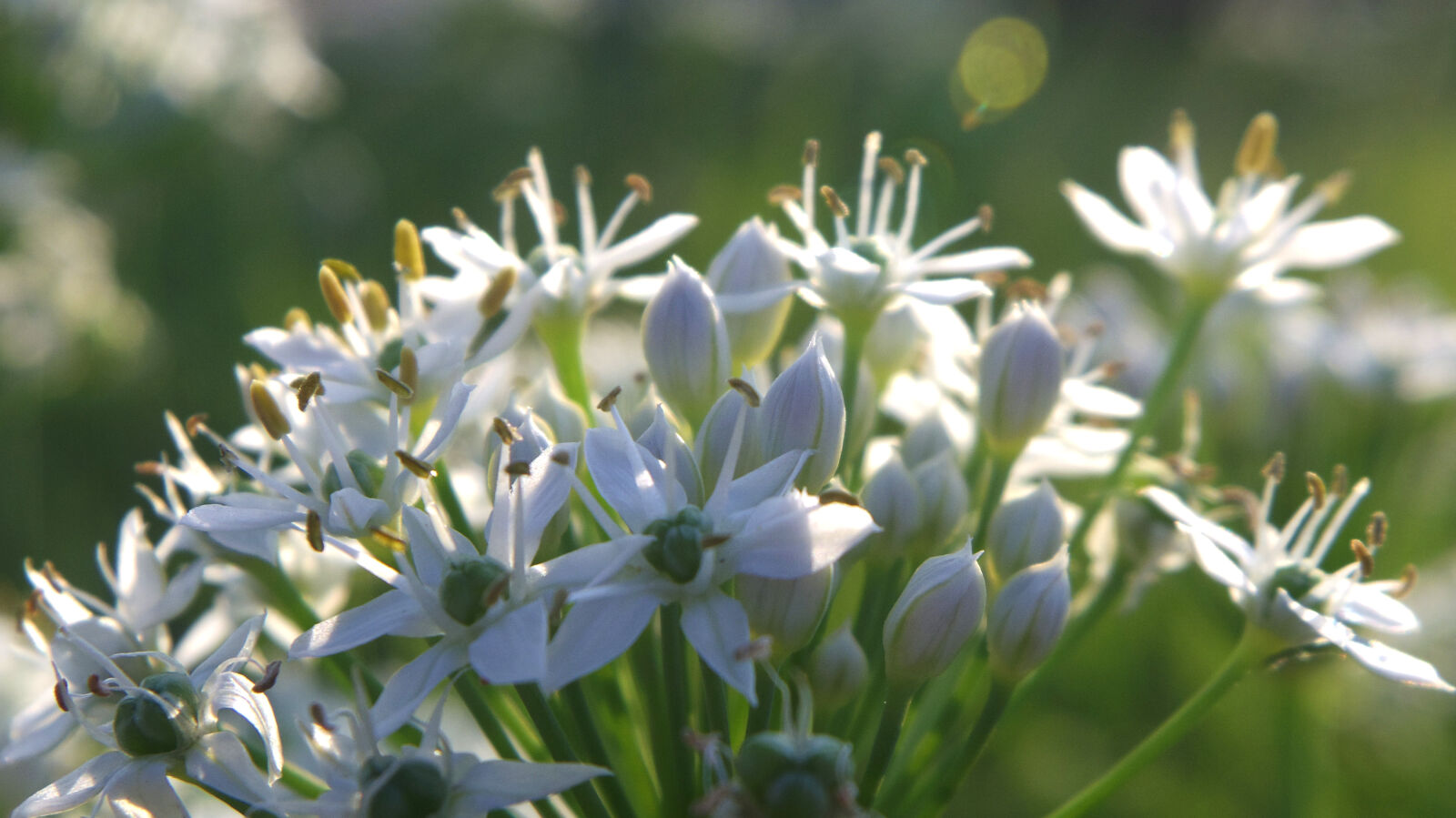 Pentax Q10 sample photo. Flower photography