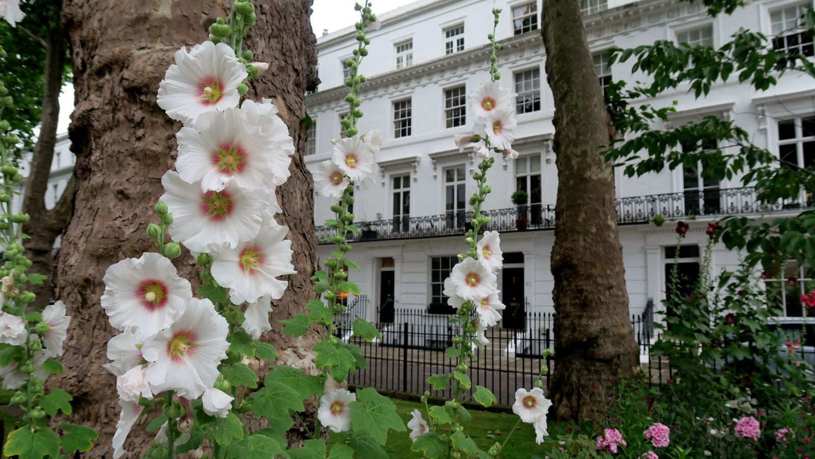 Canon PowerShot G7 X sample photo. Hollyhock, plant, garden photography