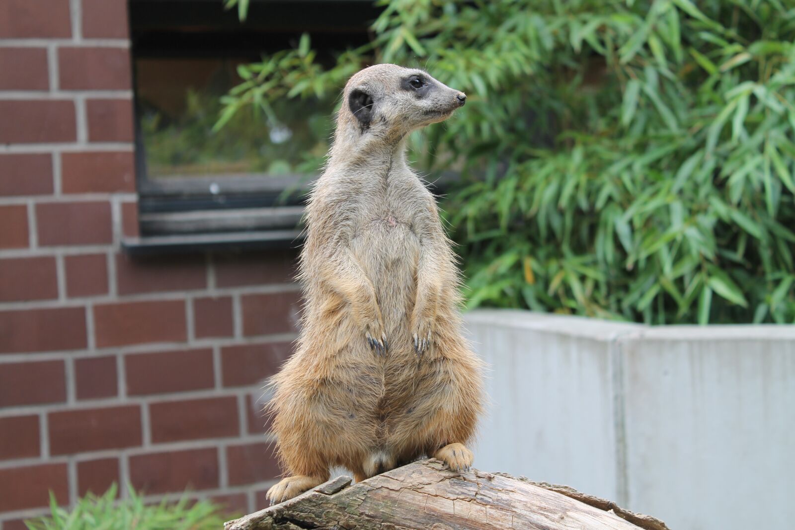 Canon EOS 1100D (EOS Rebel T3 / EOS Kiss X50) sample photo. Meerkat, animal, vigilant photography