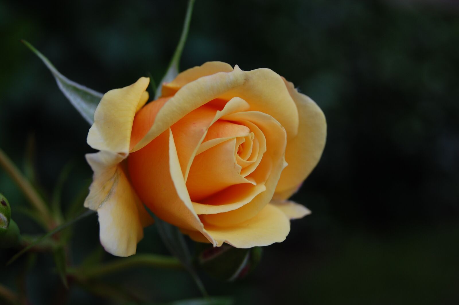 Nikon D40 sample photo. Blume, rose, nature photography