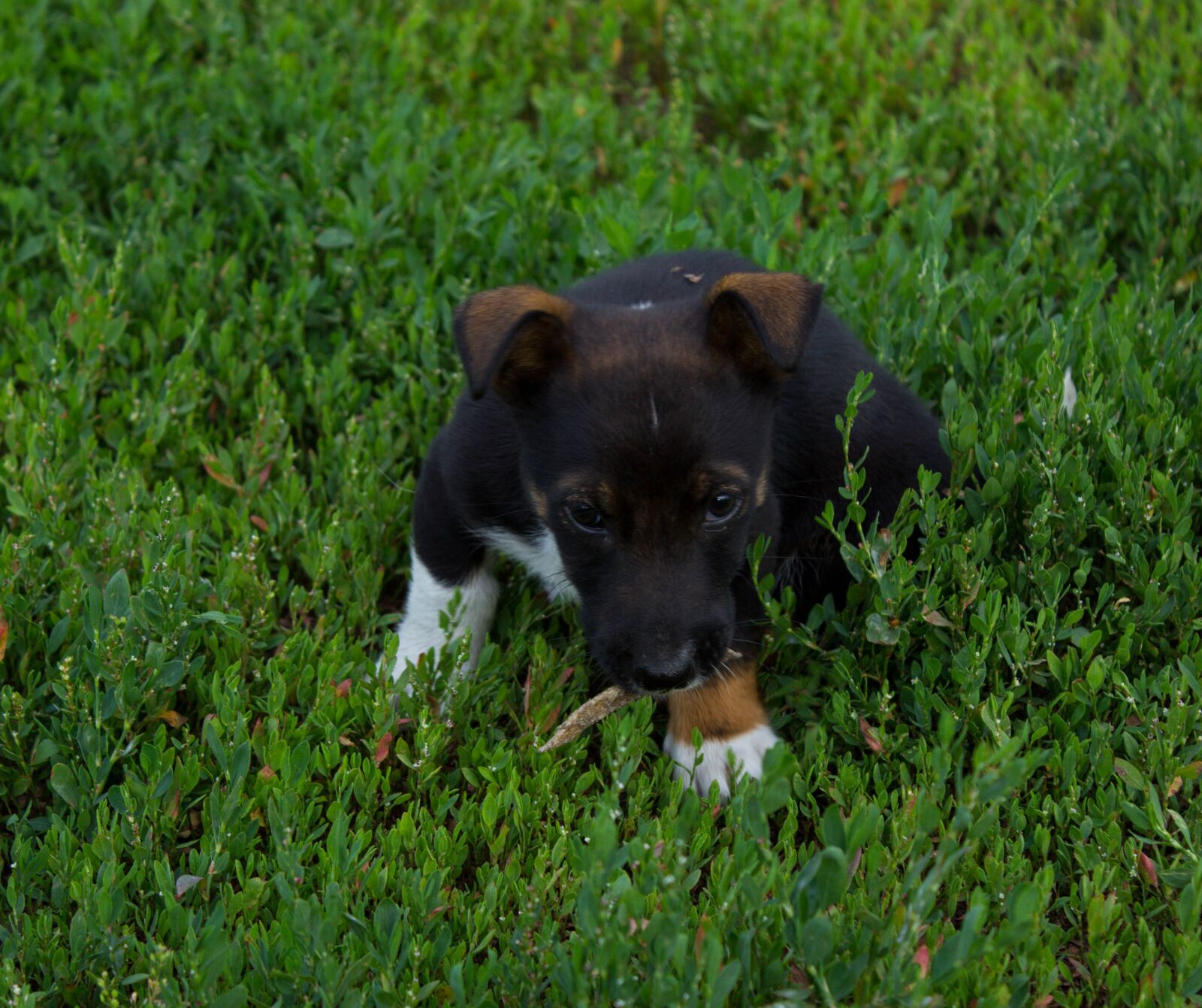 Canon EOS 600D (Rebel EOS T3i / EOS Kiss X5) sample photo. Puppy, male, masik photography