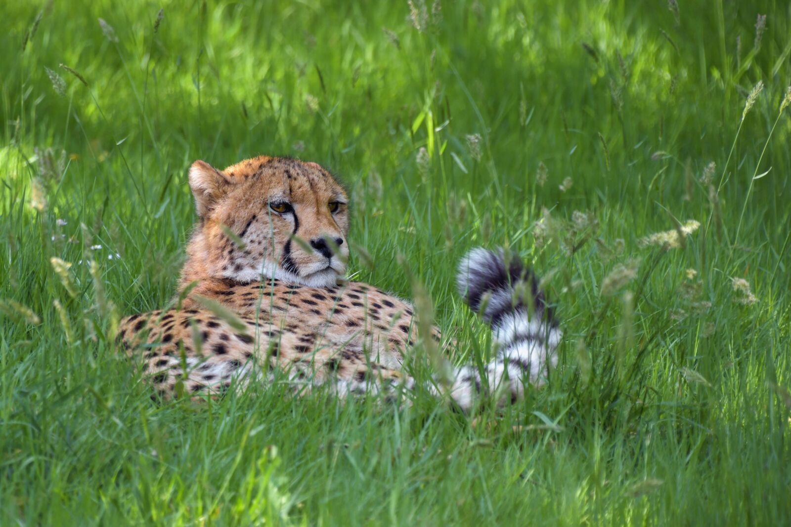 Nikon D500 sample photo. Cheetah, elongate, feline photography