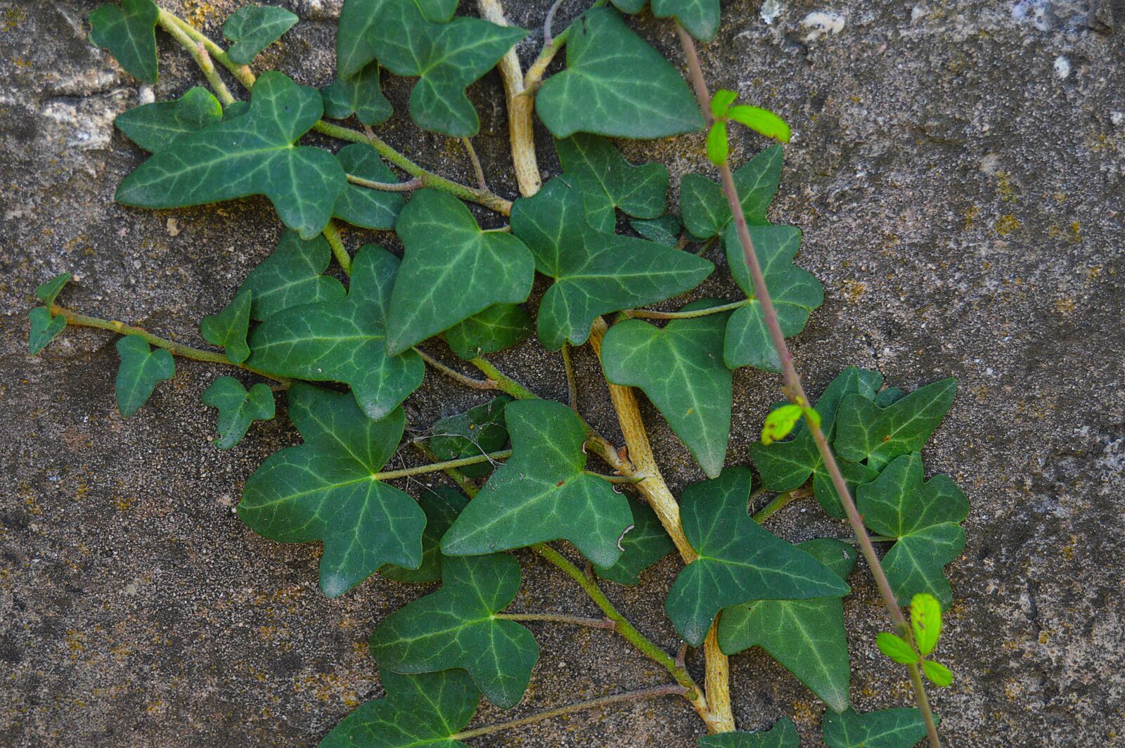 Nikon D3200 sample photo. Ivy, vine, climb the photography