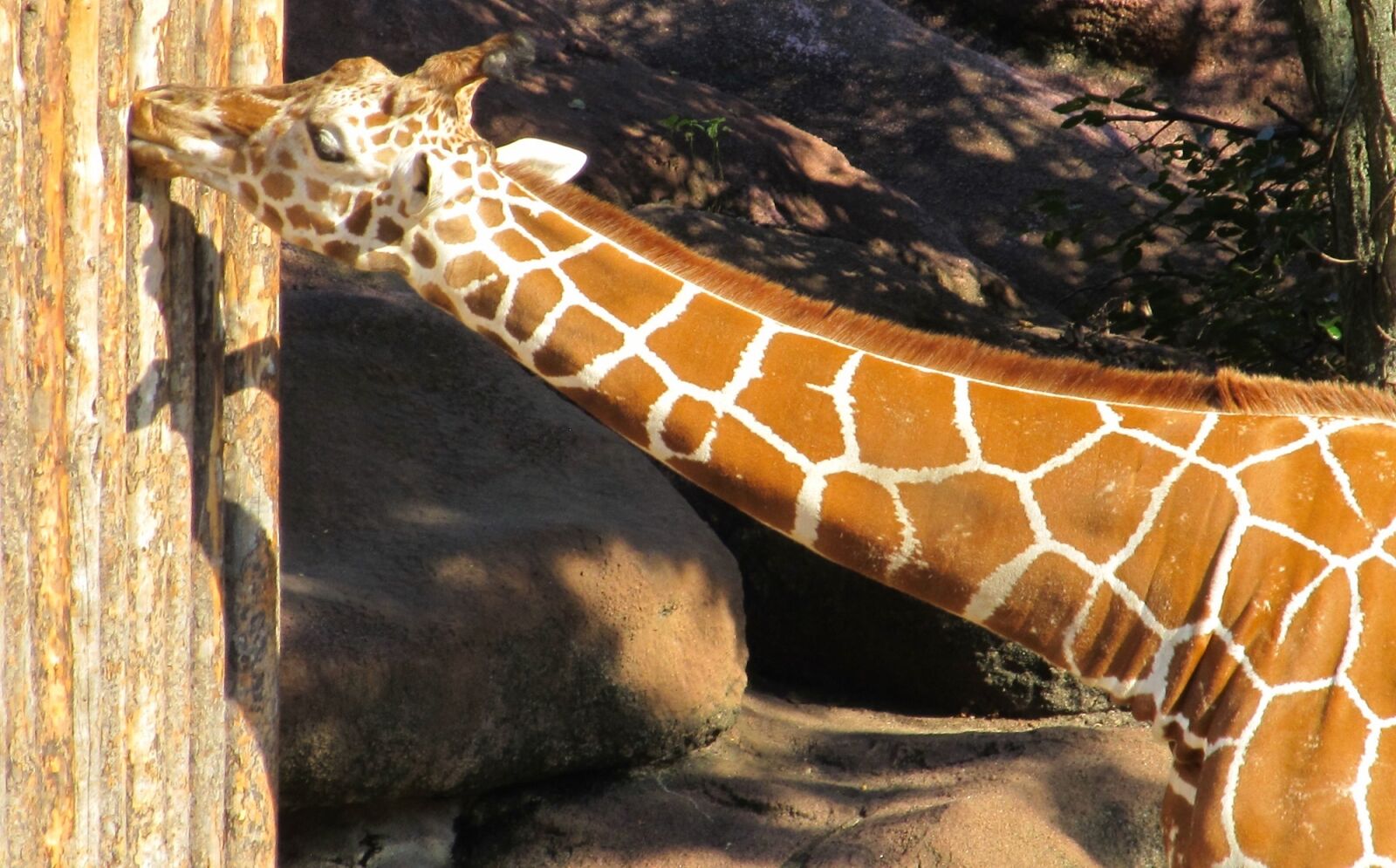 Canon PowerShot SX130 IS sample photo. Giraffe, portrait, chewing photography