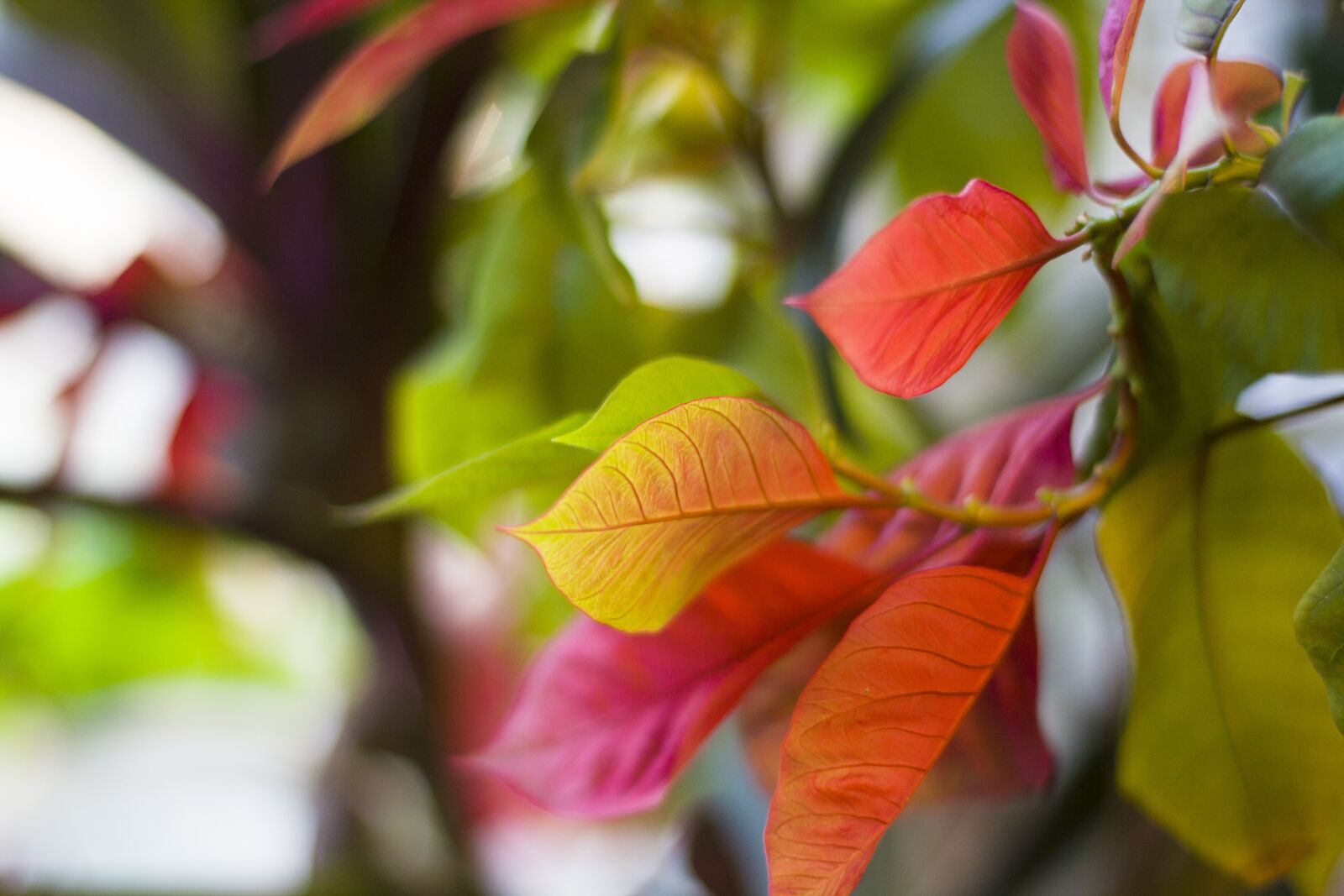 Canon EF 50mm F1.4 USM sample photo. Plant, leaves, colored leaves photography