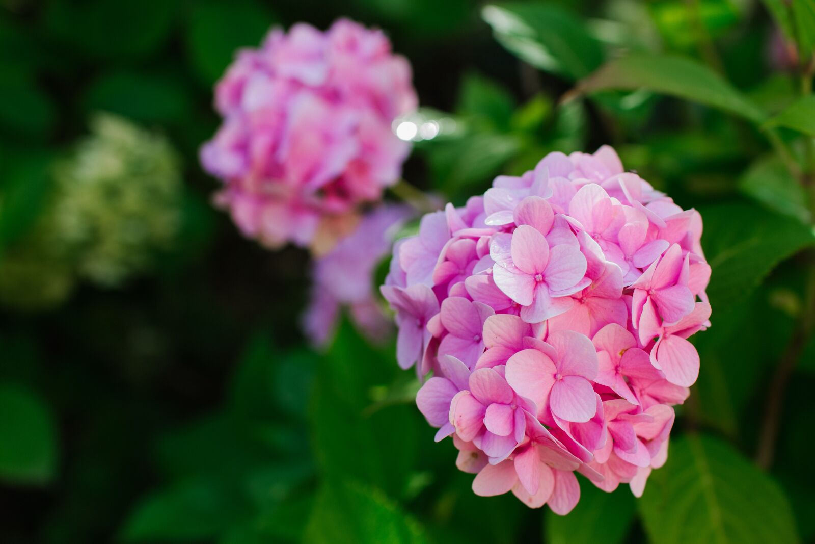 Canon EOS 60D sample photo. Hydrangea, pink, garden photography