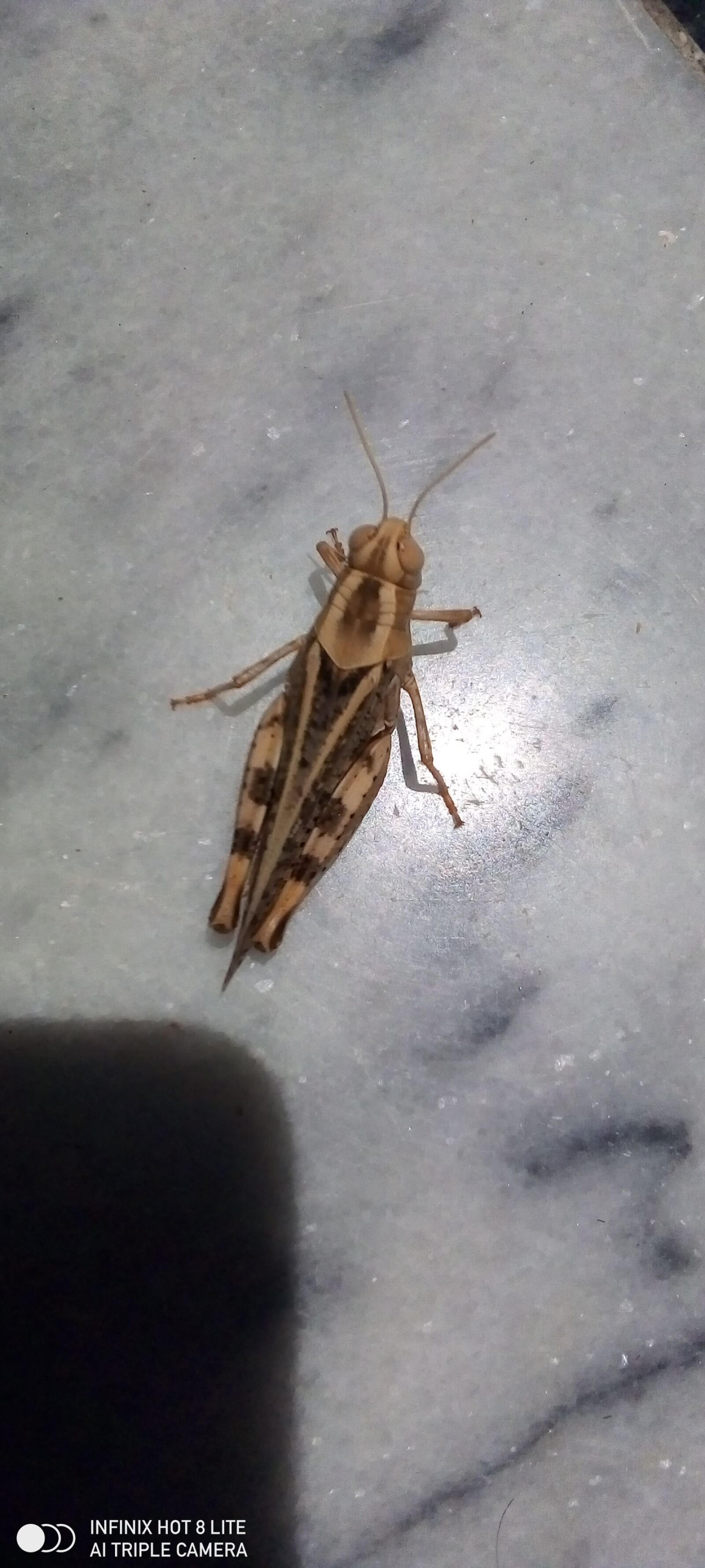 INFINIX MOBILITY LIMITED Infinix X650 sample photo. Caelifera, grasshopper, insect photography