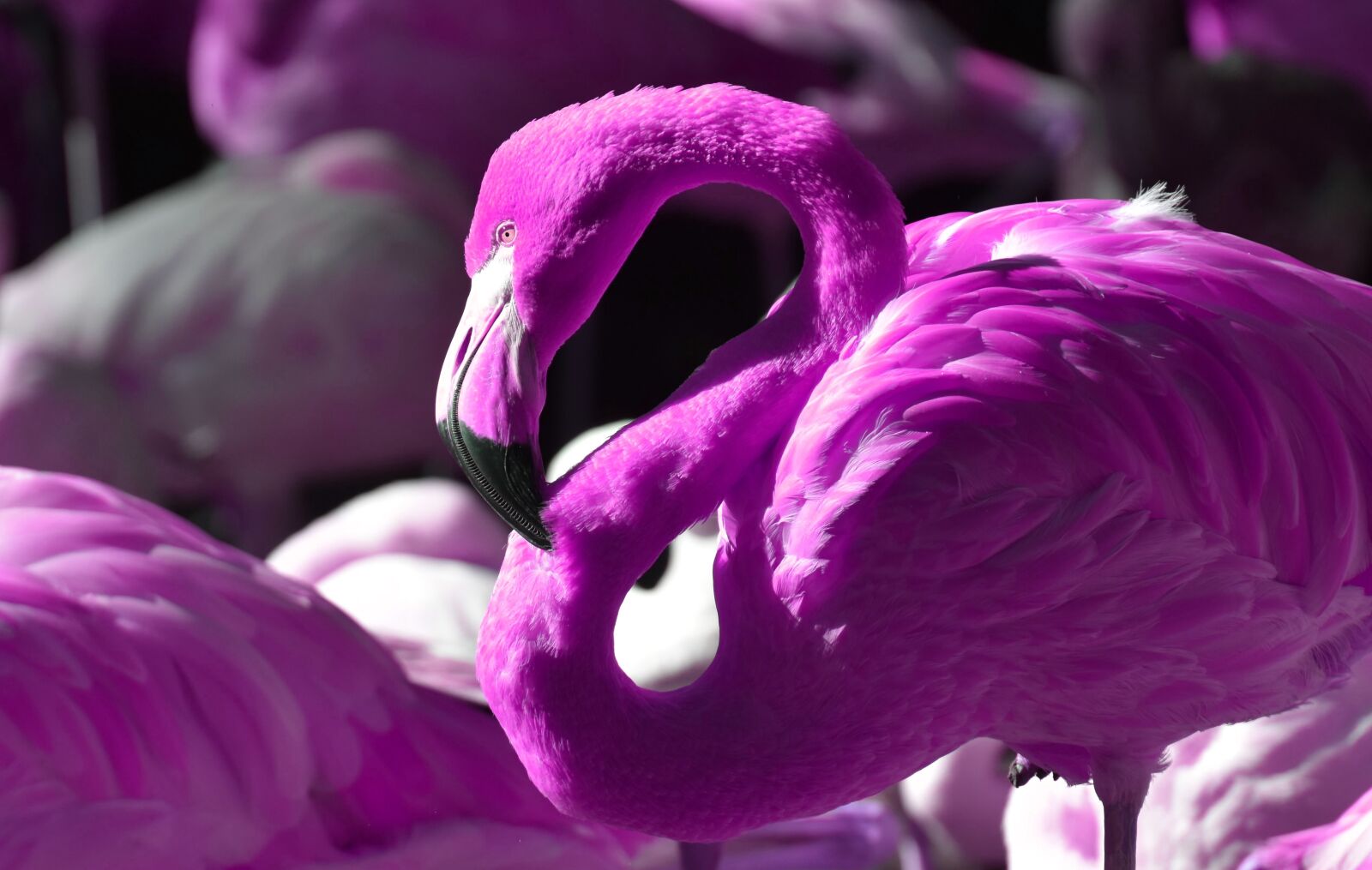 Nikon D7200 sample photo. Flamingo, bird, colorful photography